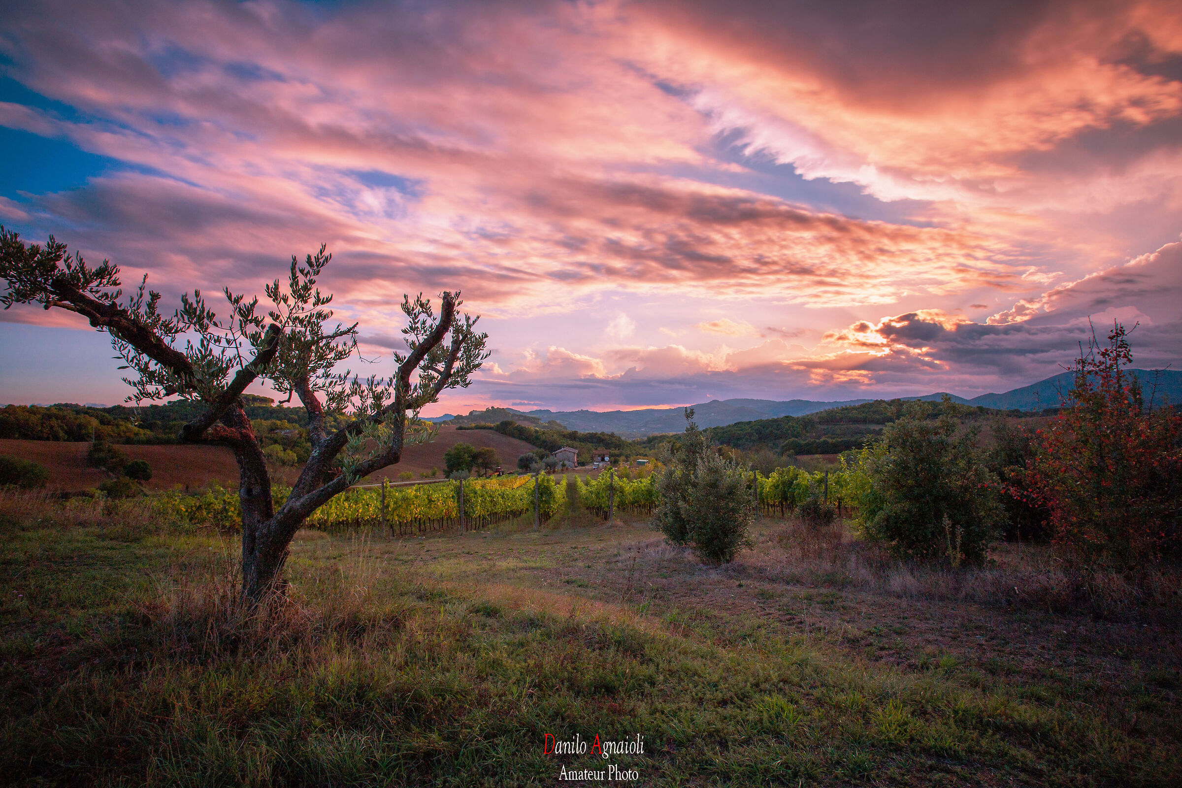 The olive tree and the breath of sunset