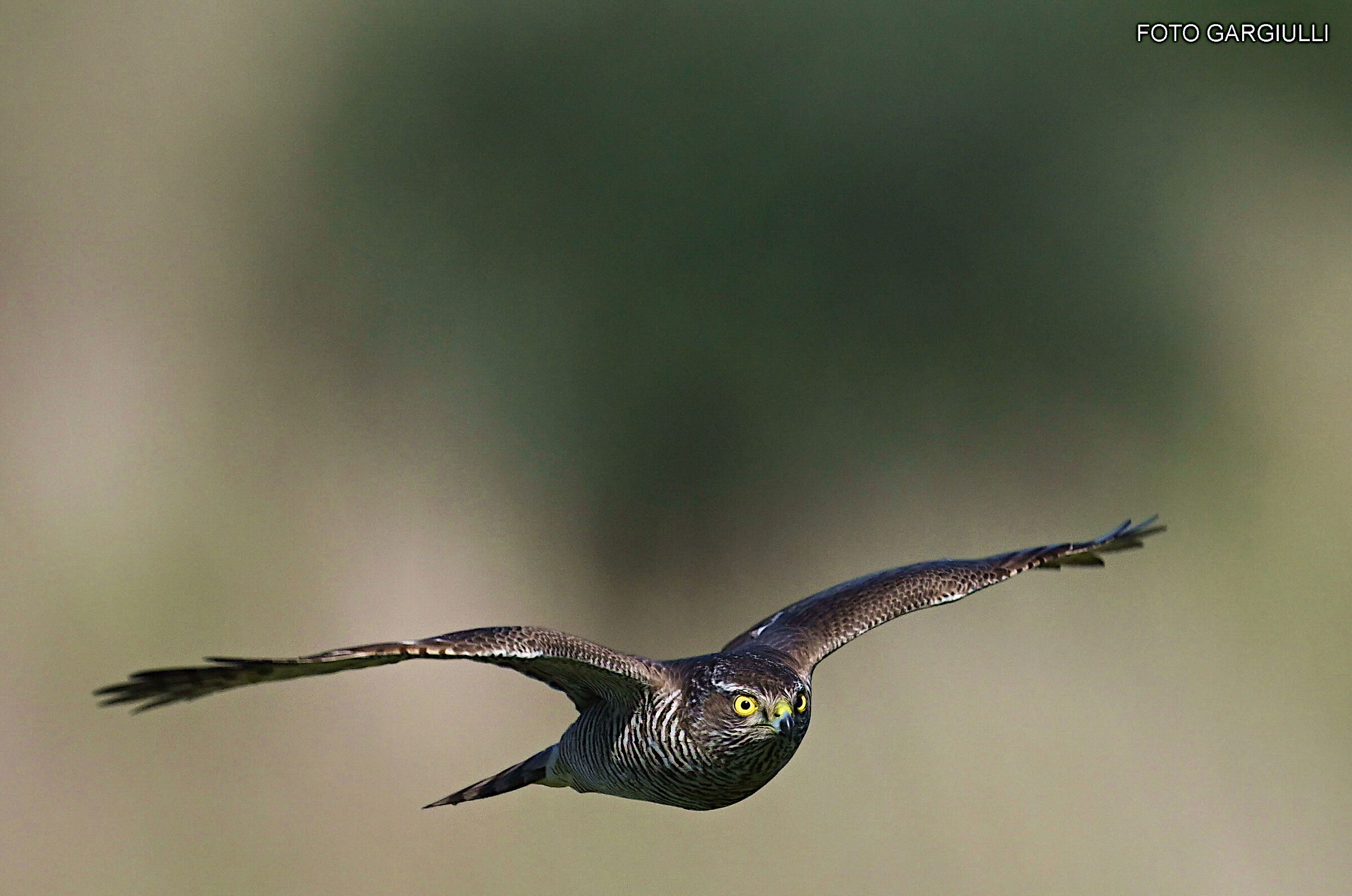 Female sparrowhawk
