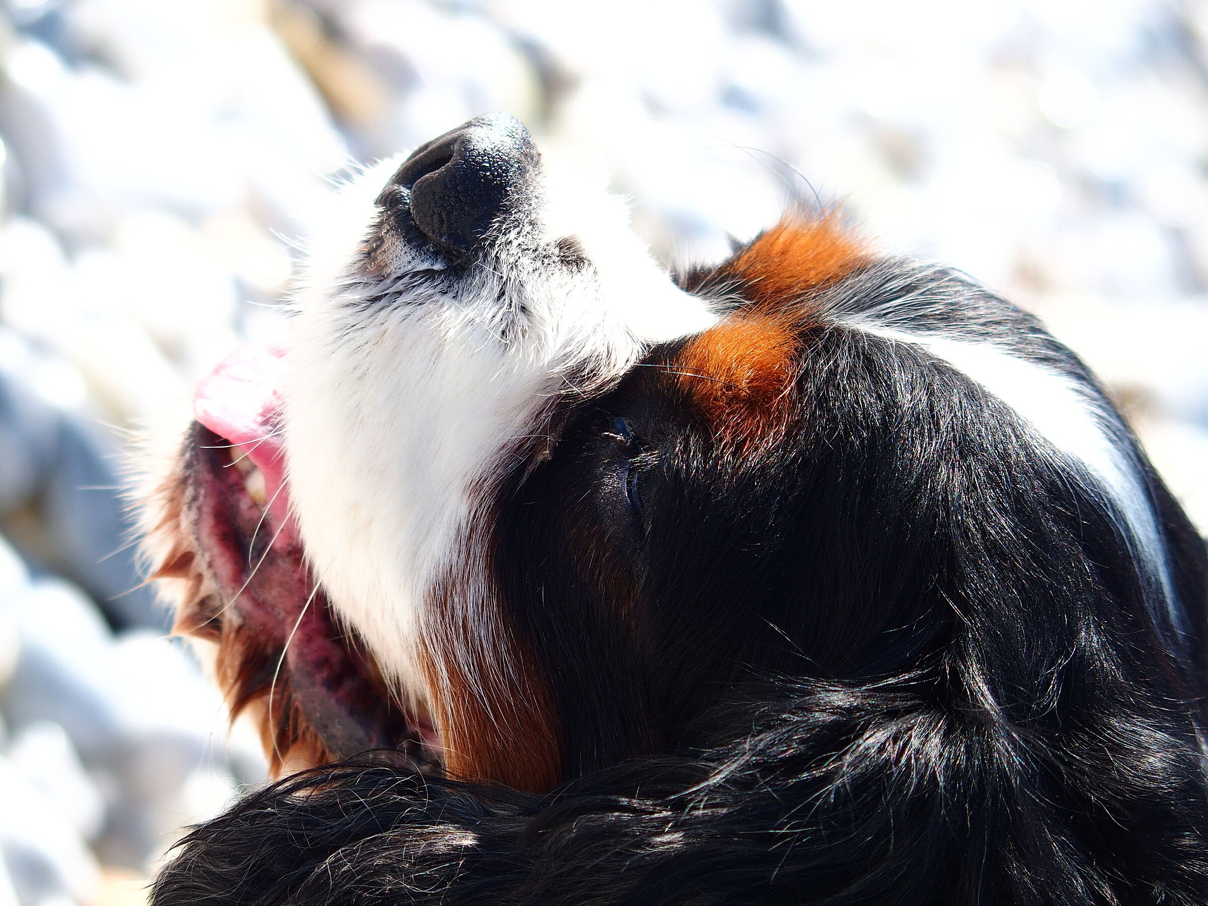 cavalier king
