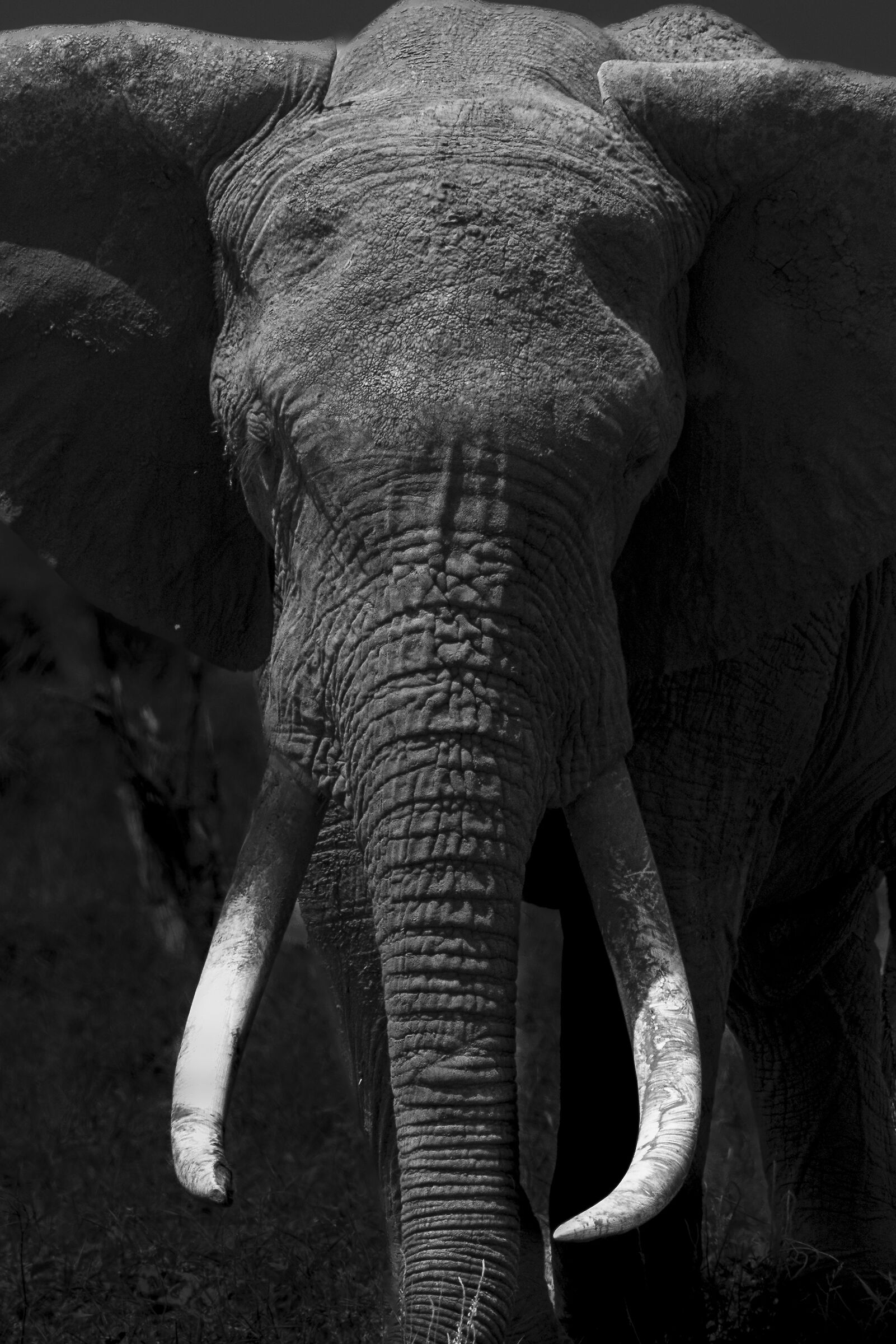 Tsavo East National Park