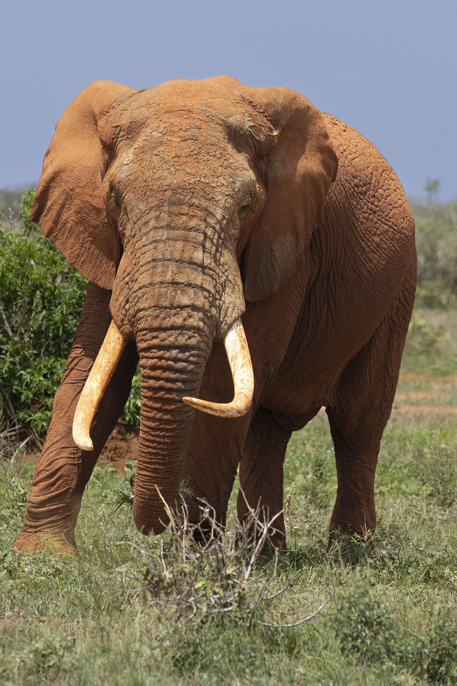 Tsavo East National Park