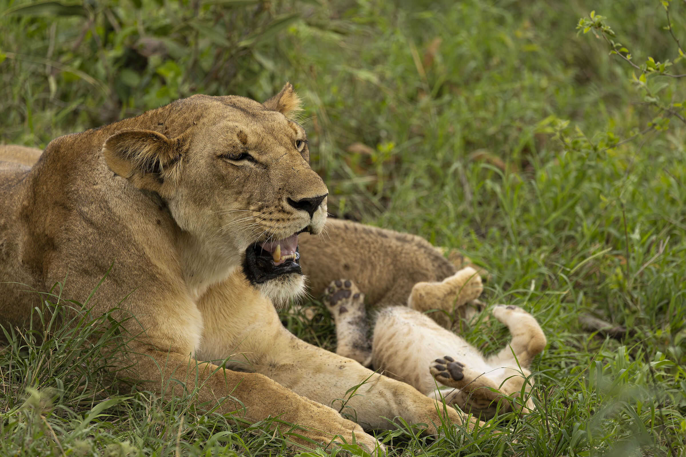 Tsavo East National Park