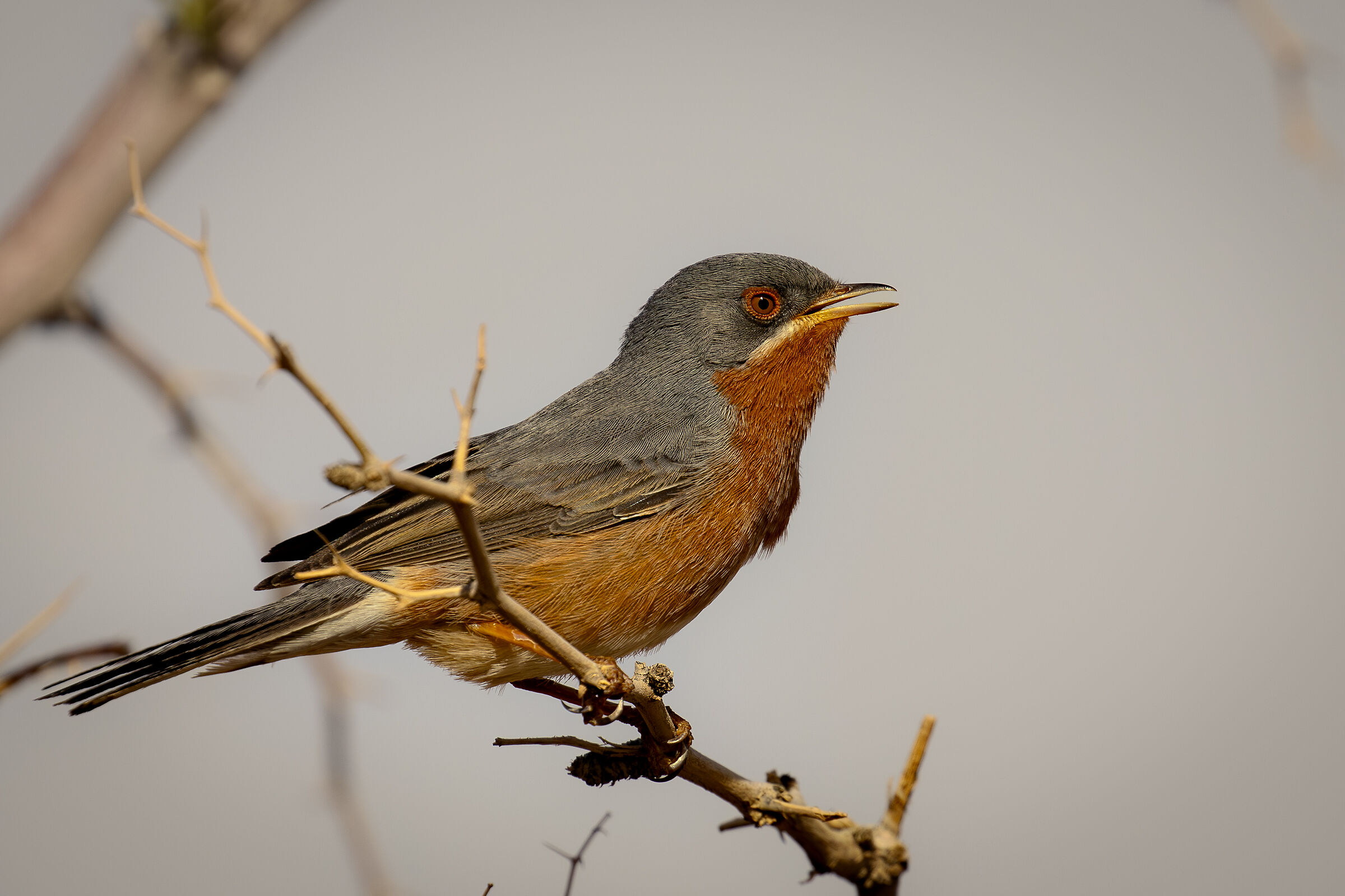 Sterpazzolina nella luce dell'alba