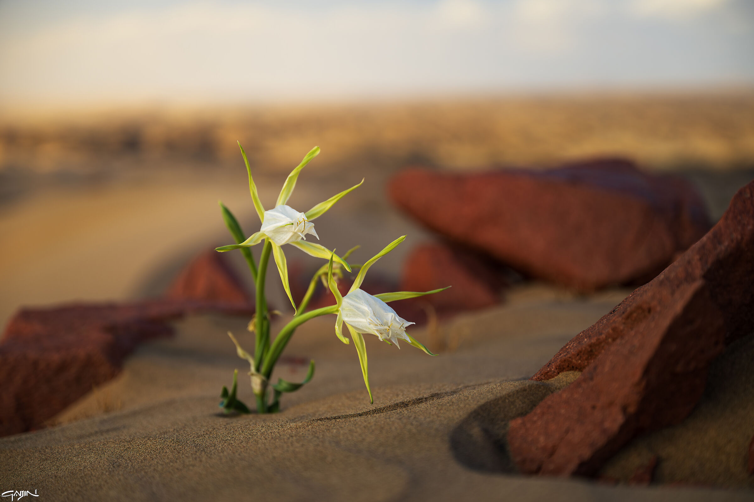 Desert flowers - Southern Dunes - Red Sea
