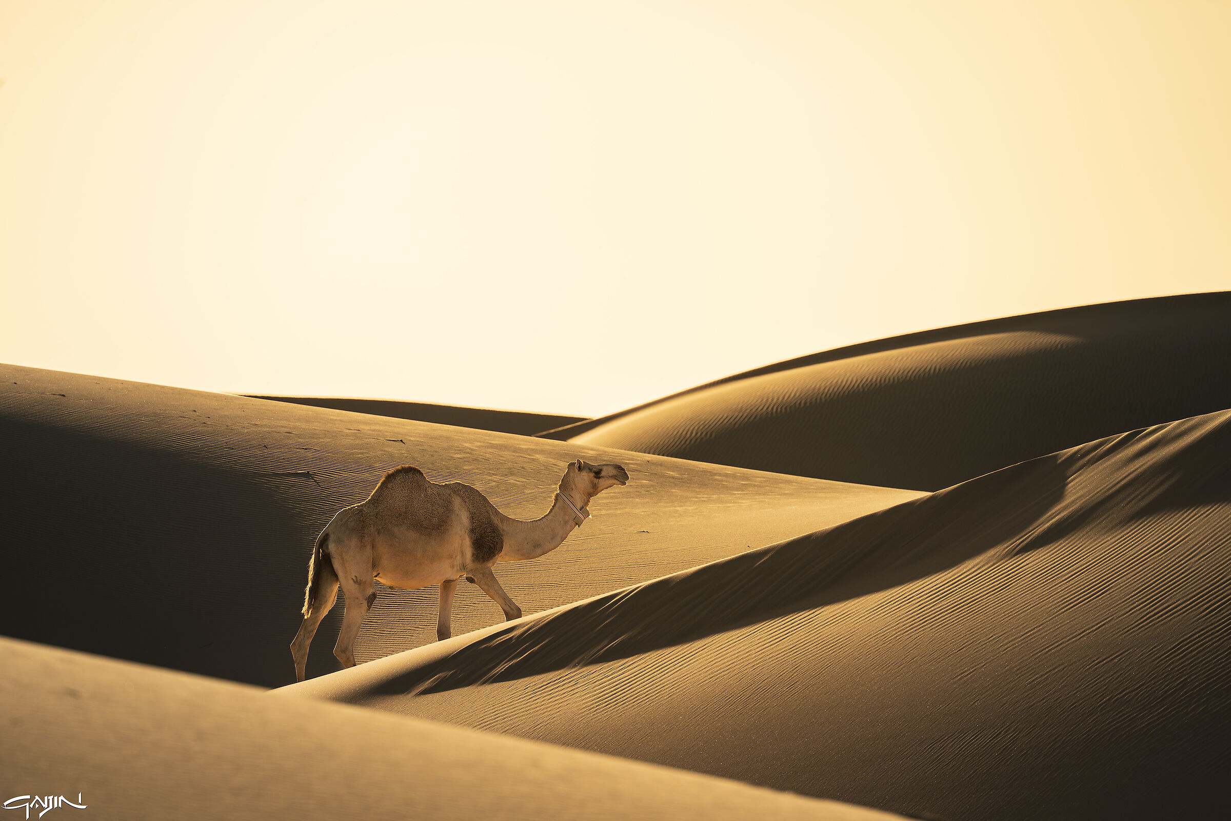 Southern Dunes - Red Sea