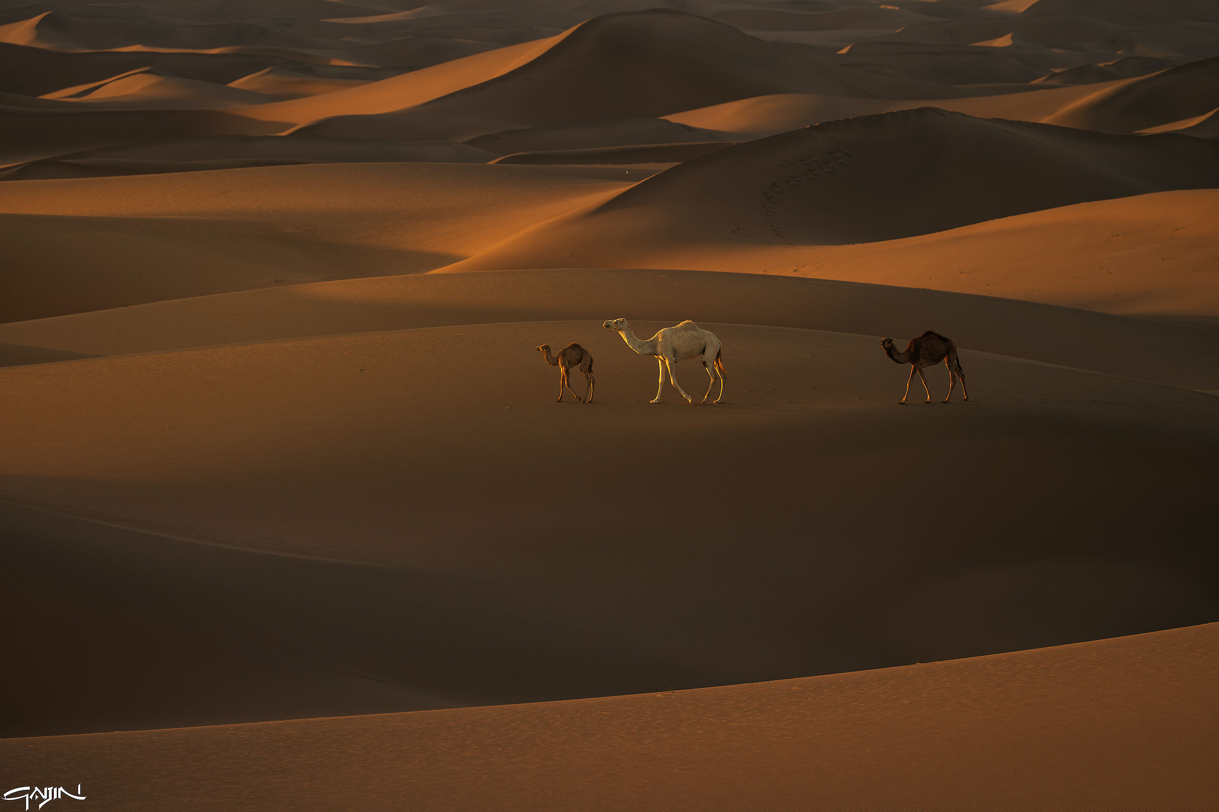 Southern Dunes - Red Sea