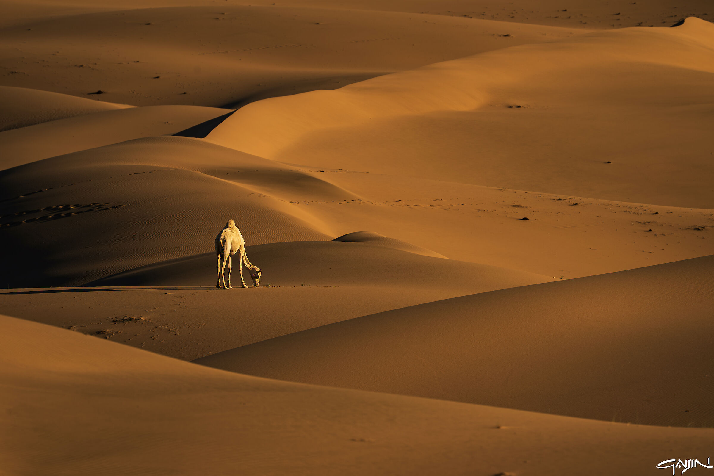 Southern Dunes - Red Sea
