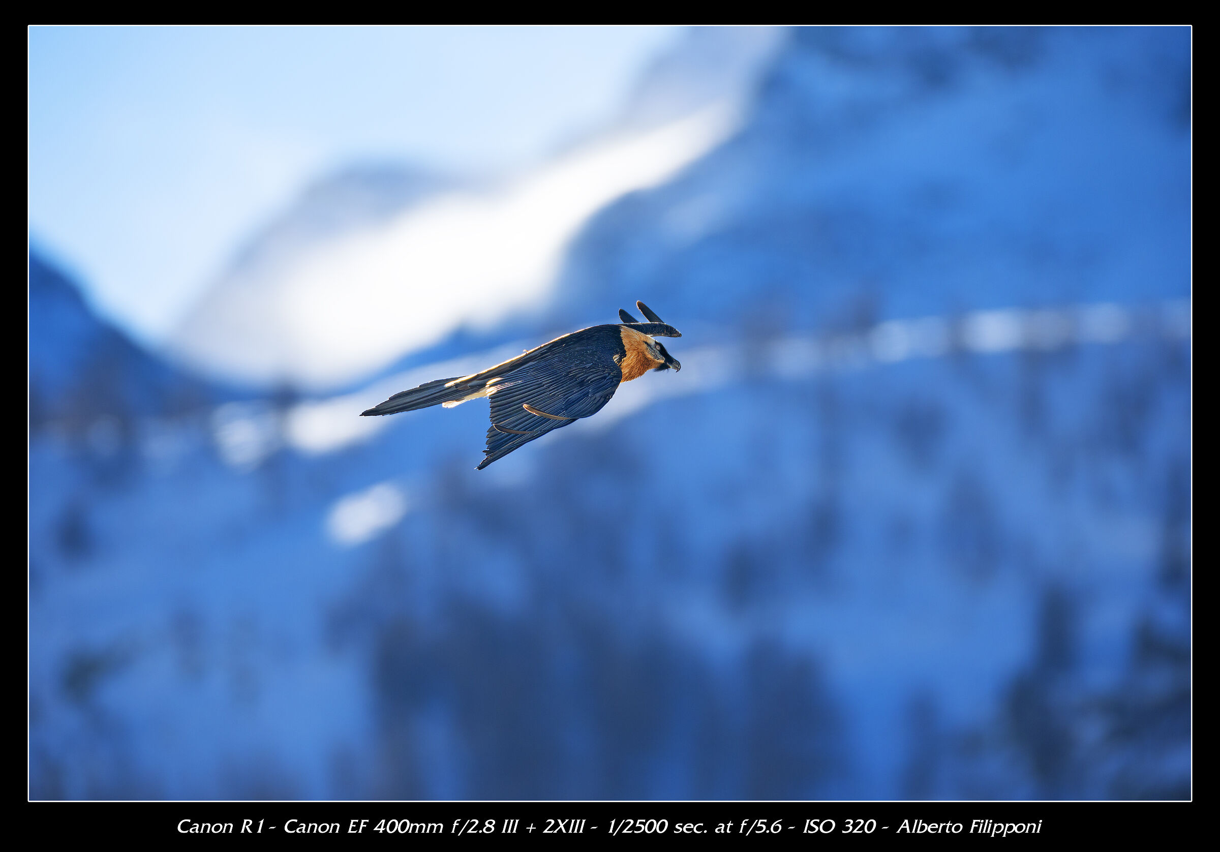 Bearded vulture against the background of the Park's mountai...