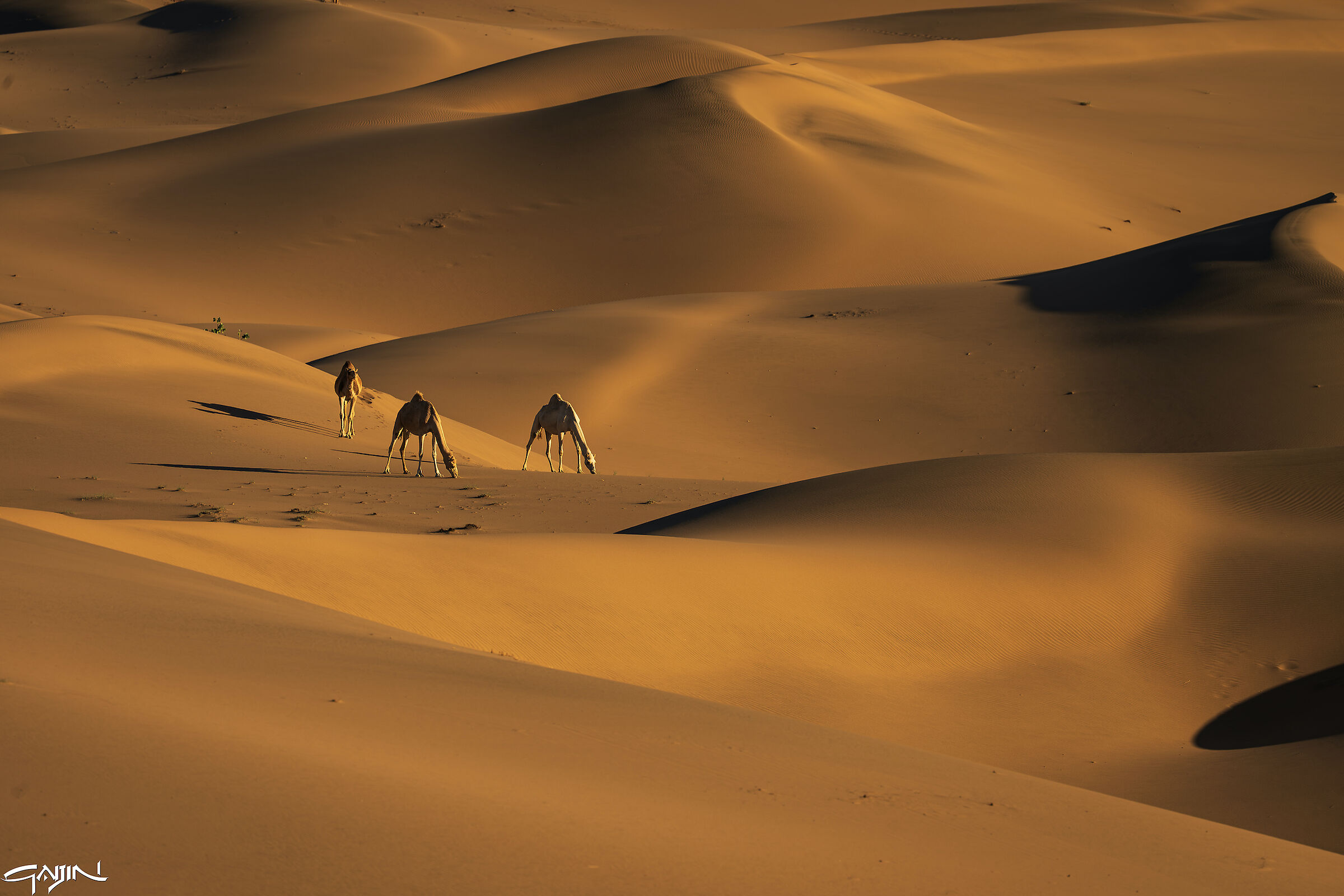 Southern Dunes - Red Sea