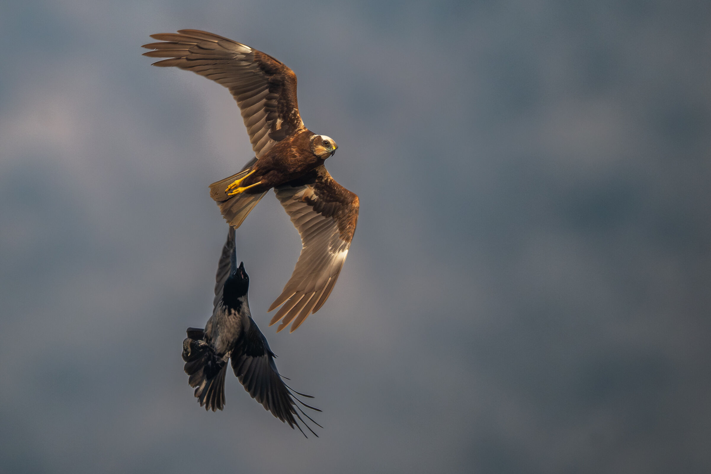 The Mumper and the Swamp (f)