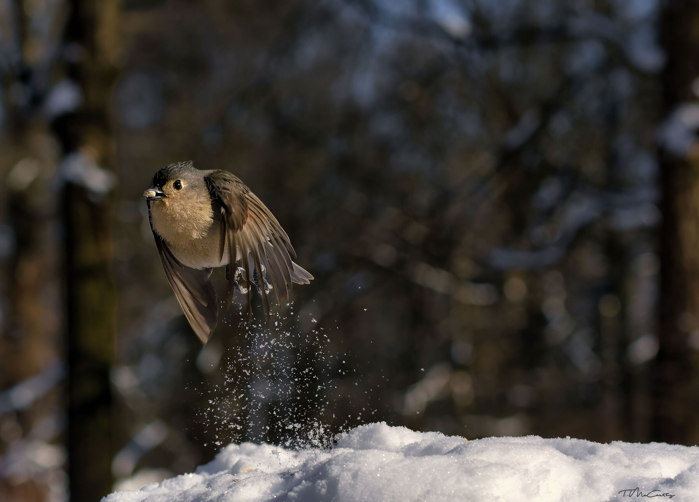 Cinciere a ciuffo in volo