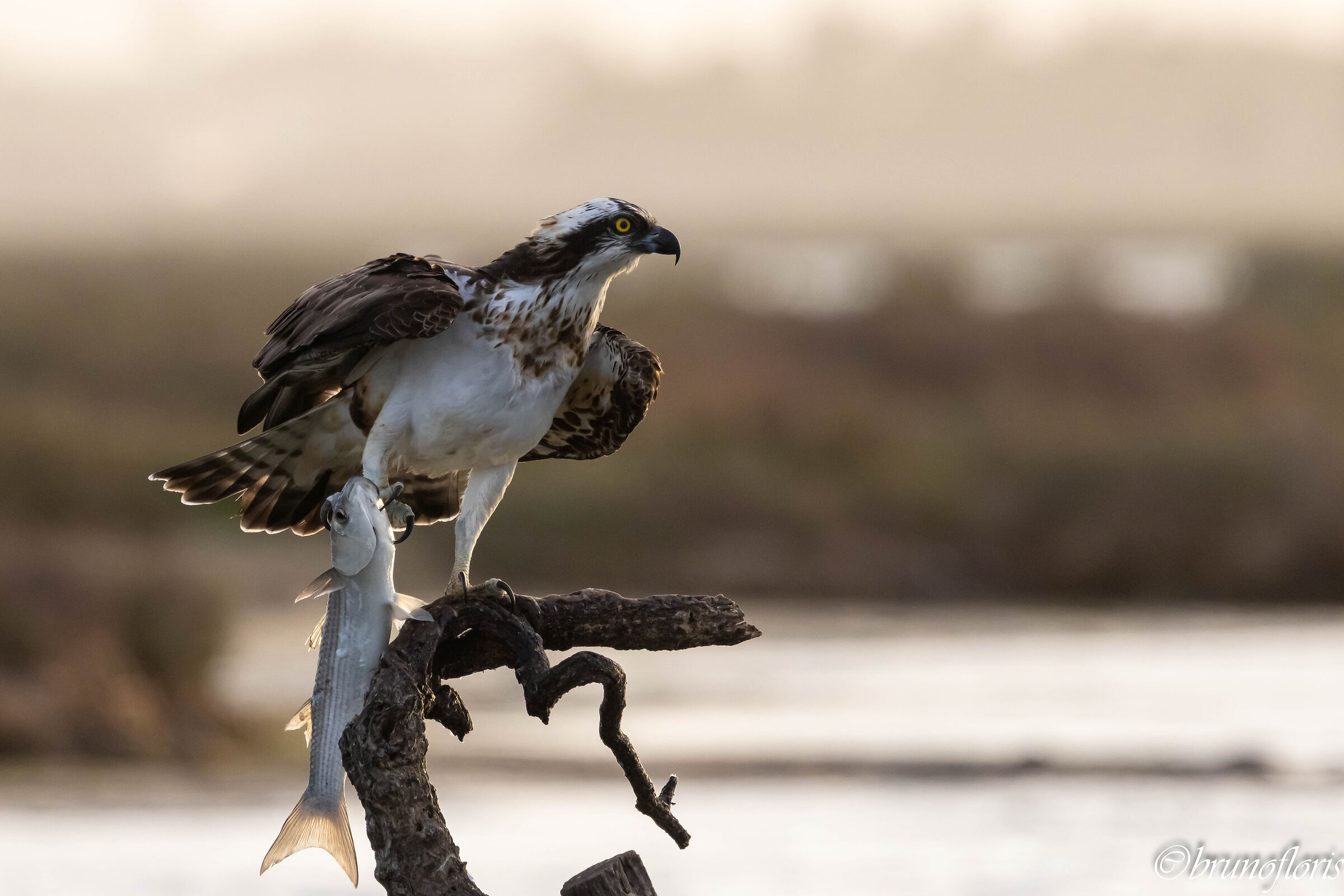 Falco pescatore con preda
