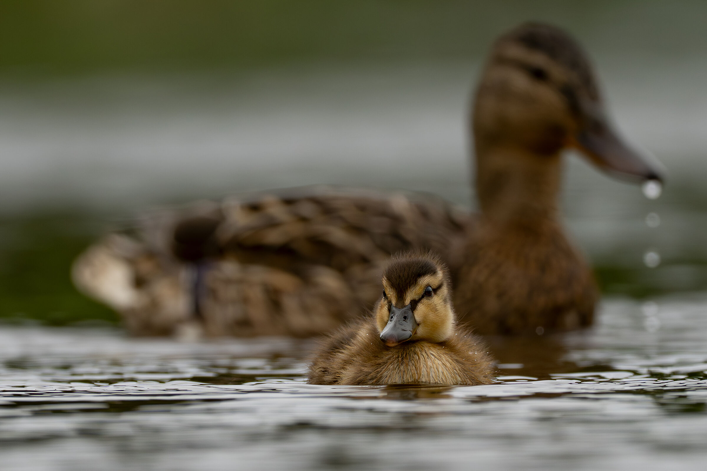 La chic e la mamma