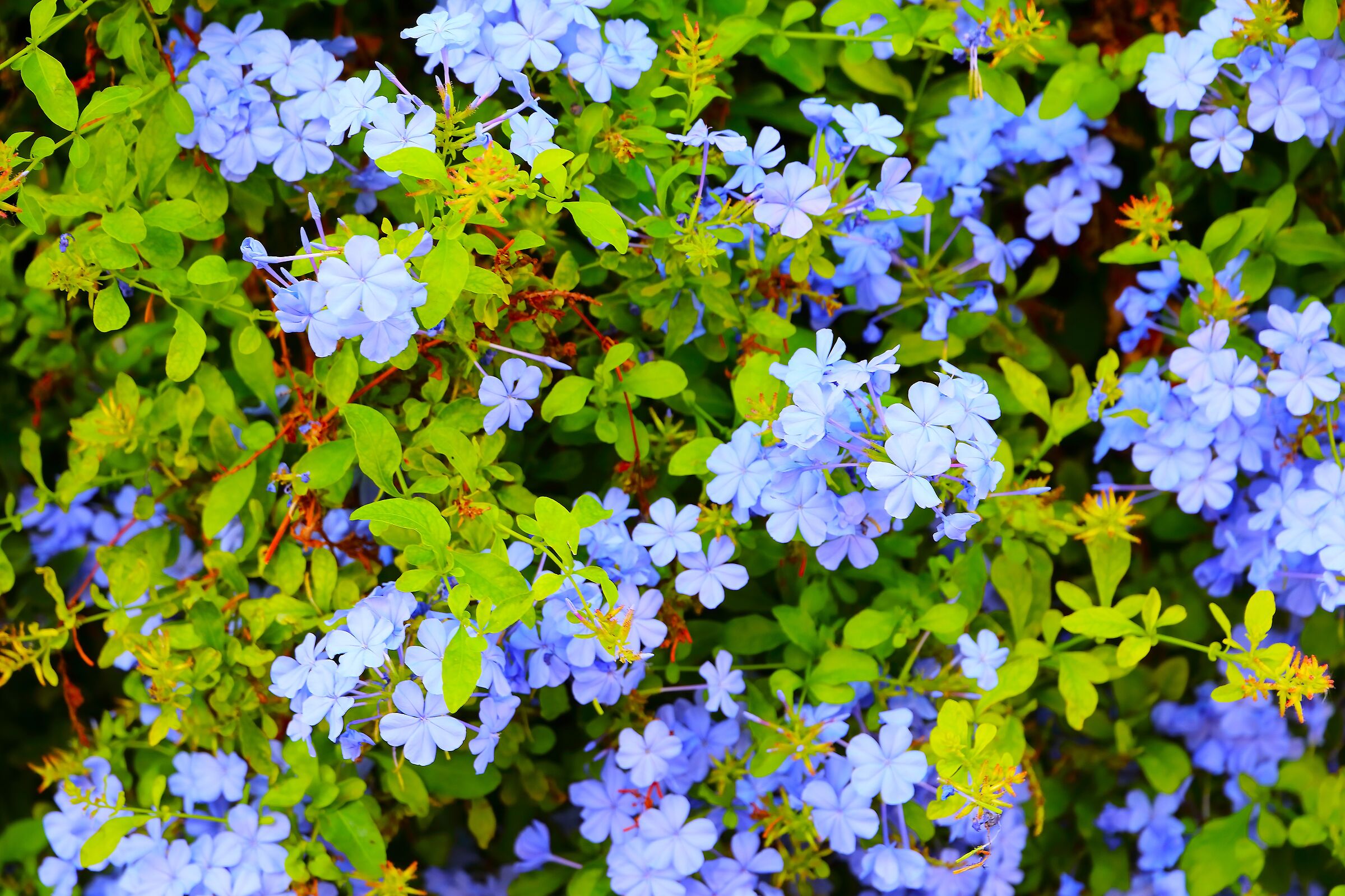 Plumbago A 07 October 2025 - 0419