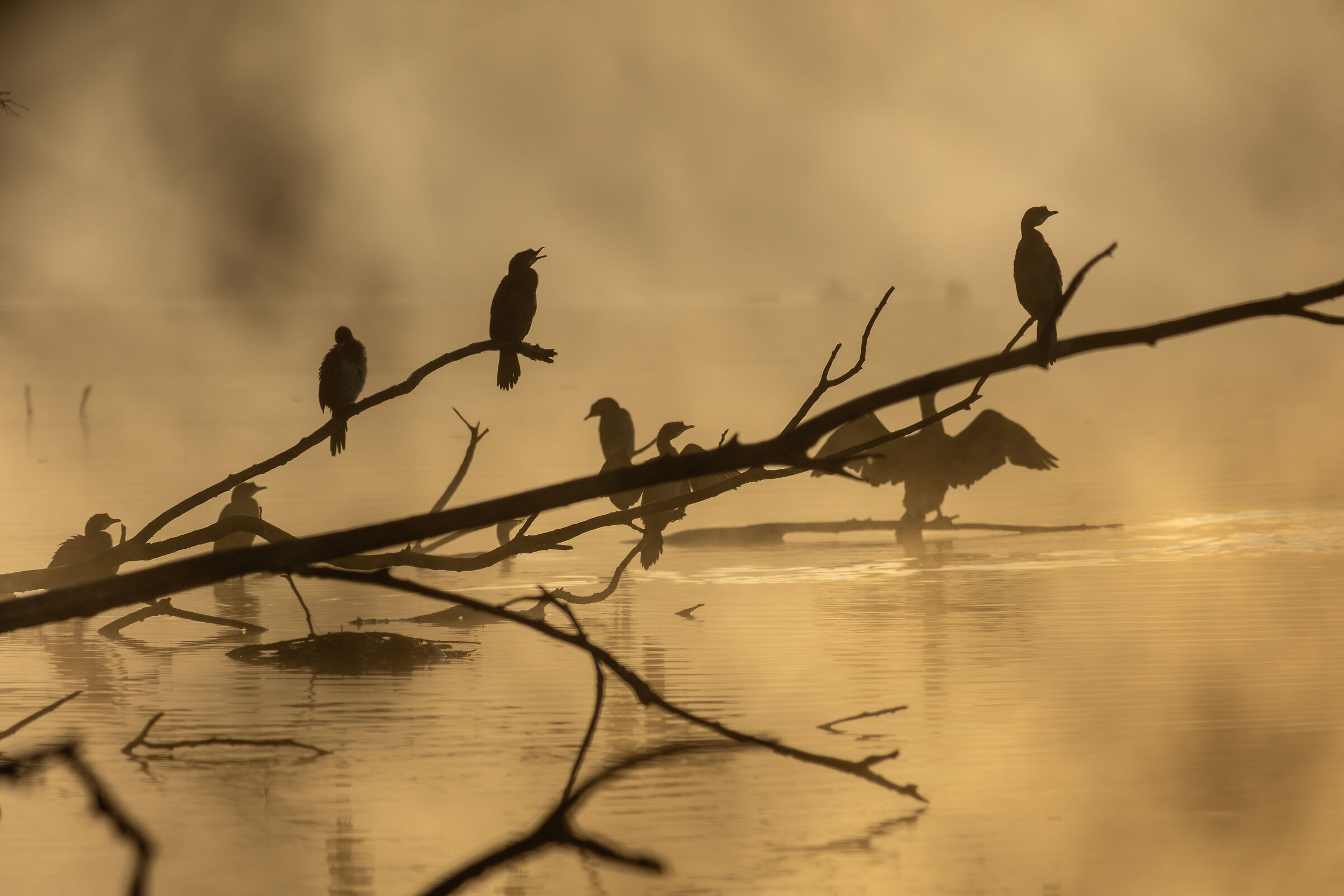 “Precious Golden Moments”