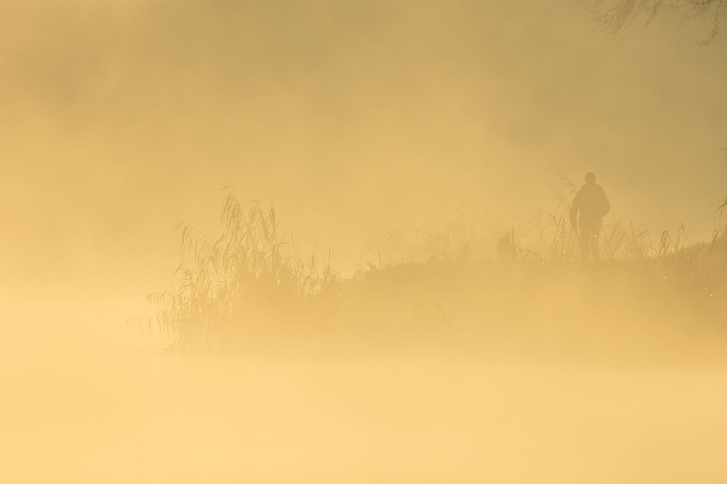 “Human in Golden Light”