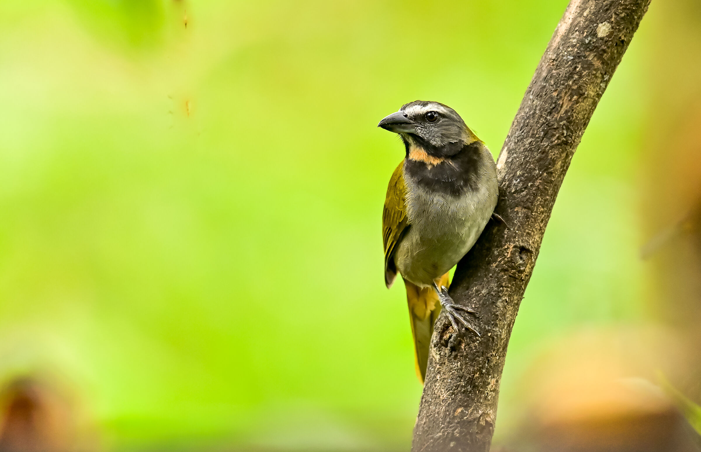 il beccoforte golachiara
