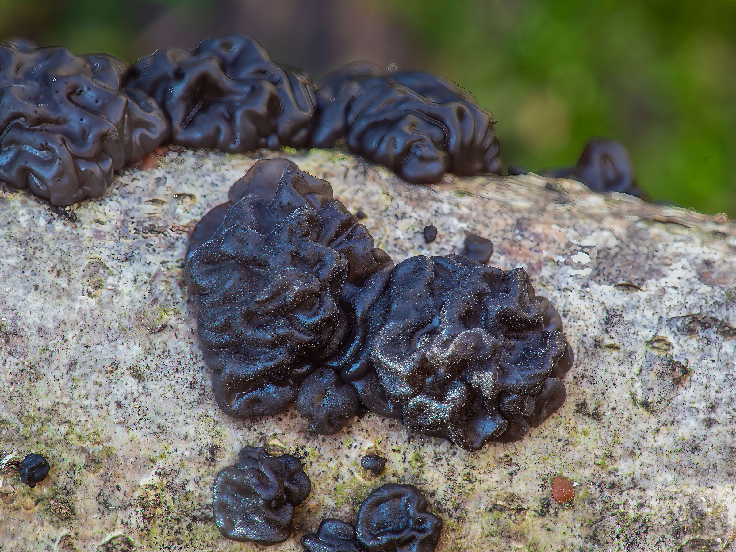 Exidia nigricans