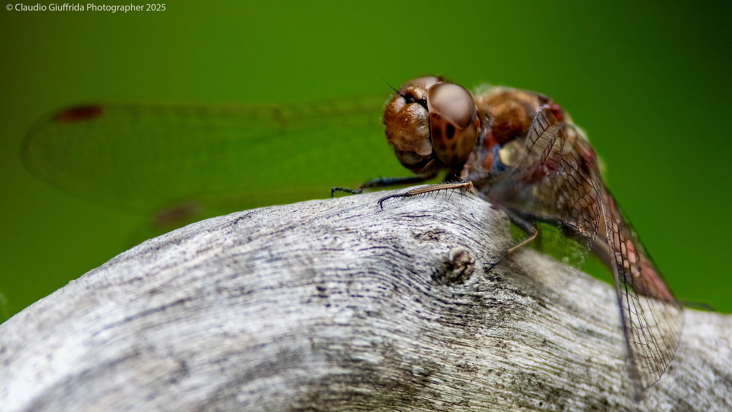 Sympetrum striolatum