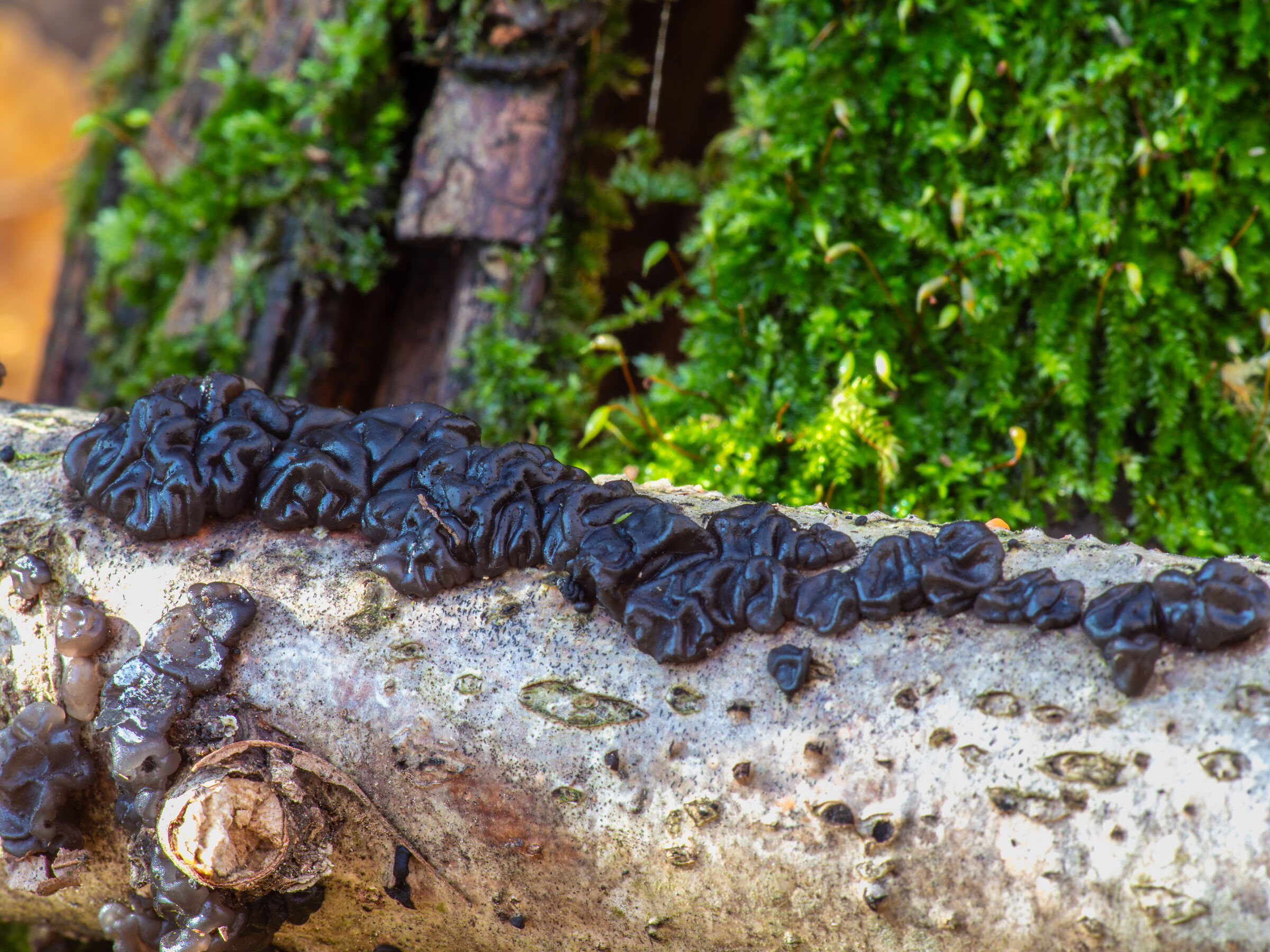 Exidia nigricans 4