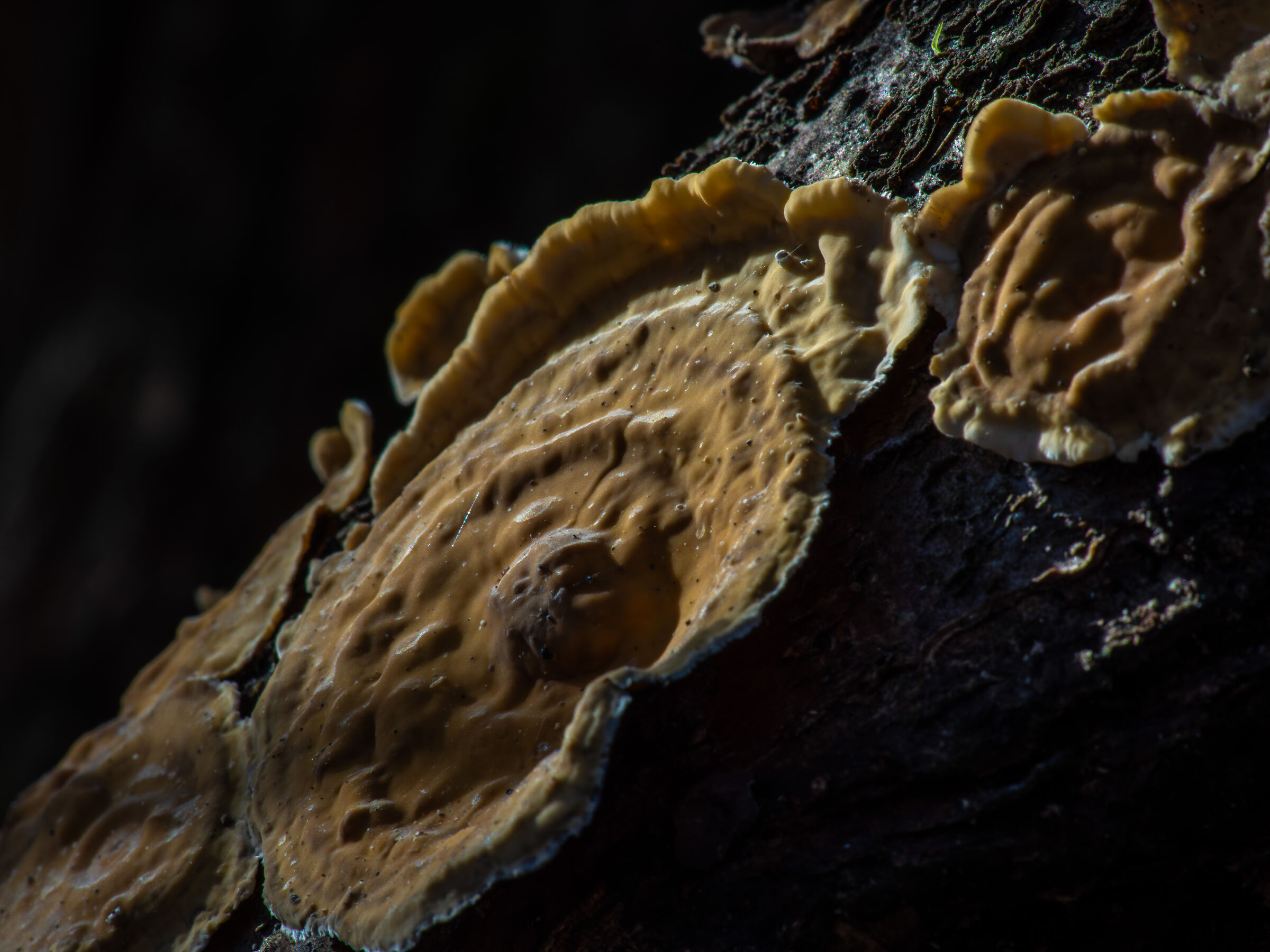 The blushing crust fungus (Stereum rugosum)