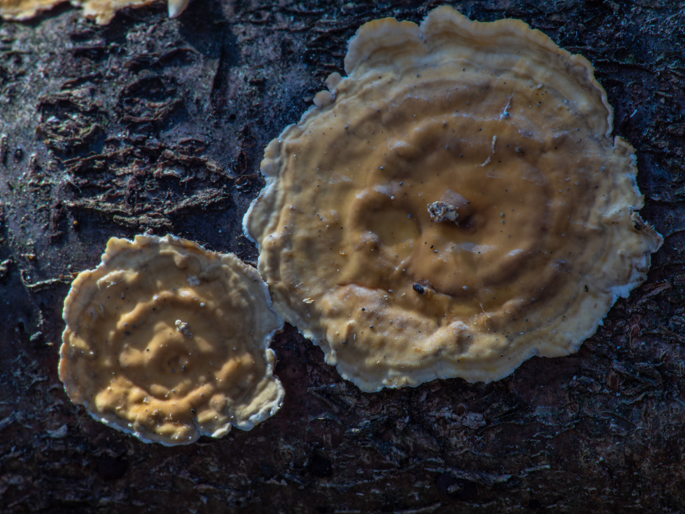 The blushing crust fungus (Stereum rugosum)3