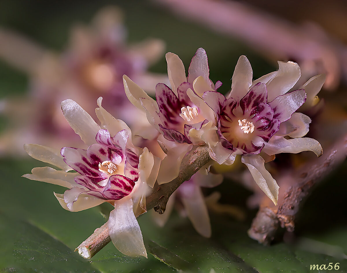 macro domestica
