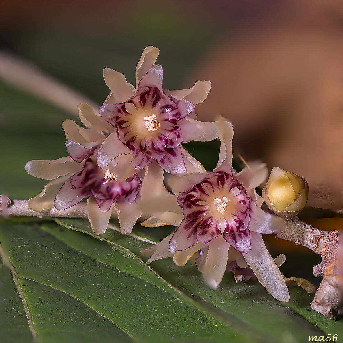 macro domestica