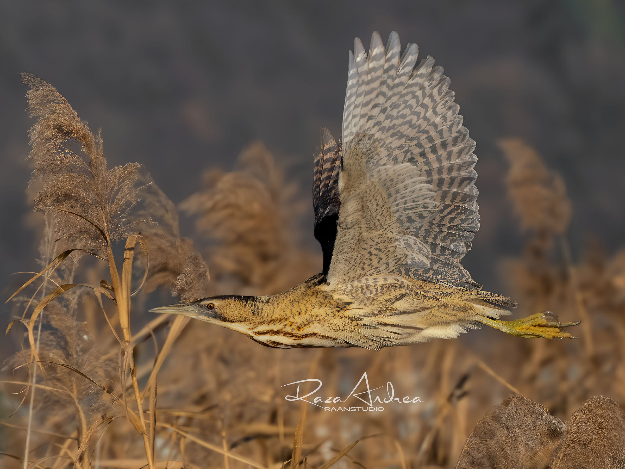 The flight of the bittern
