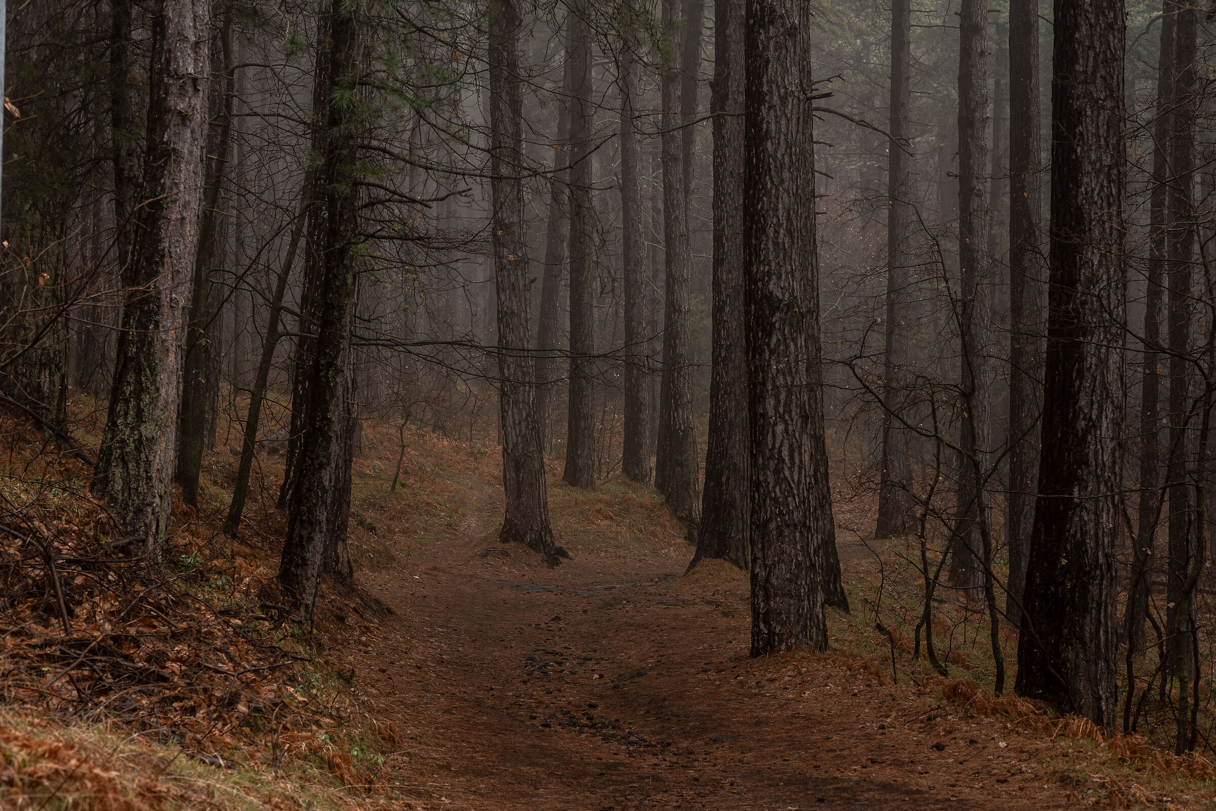 Logs and Fog