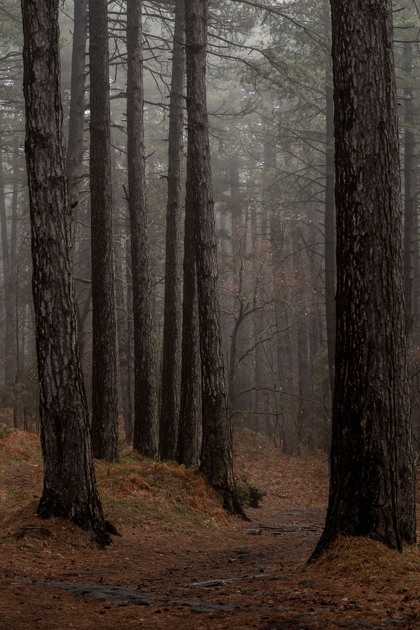 Logs and Fog 2