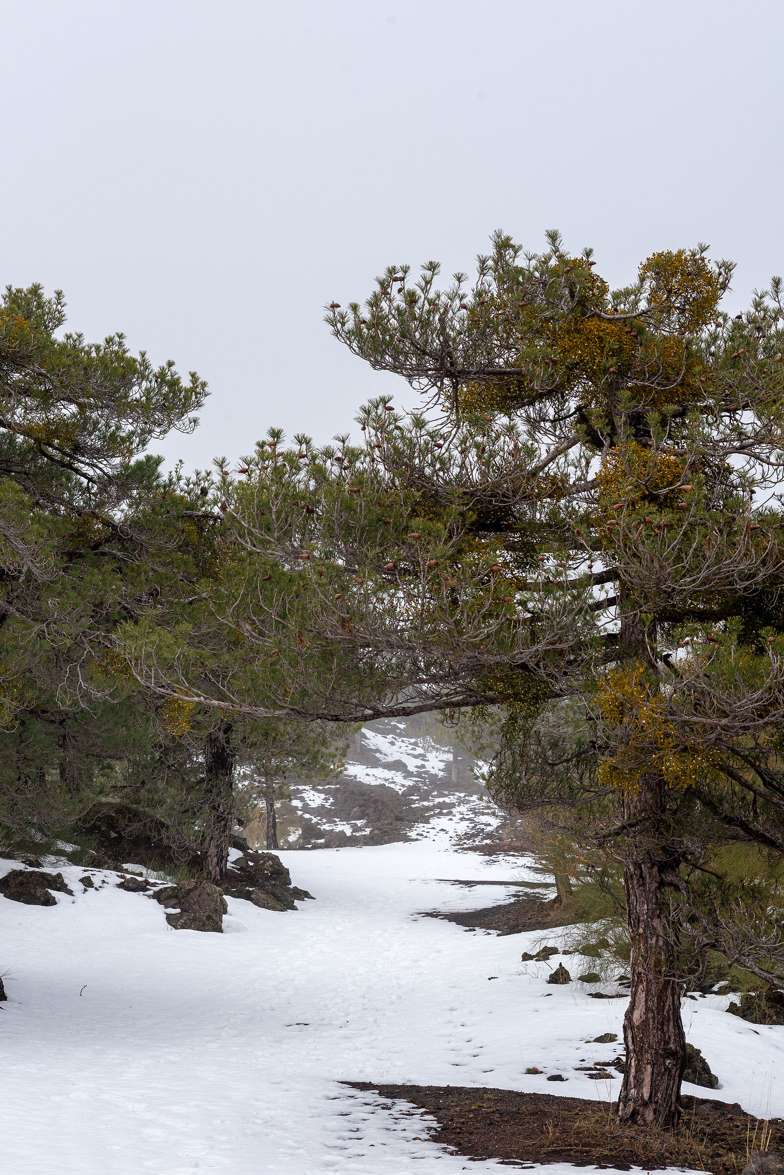 Snow and Mistletoe