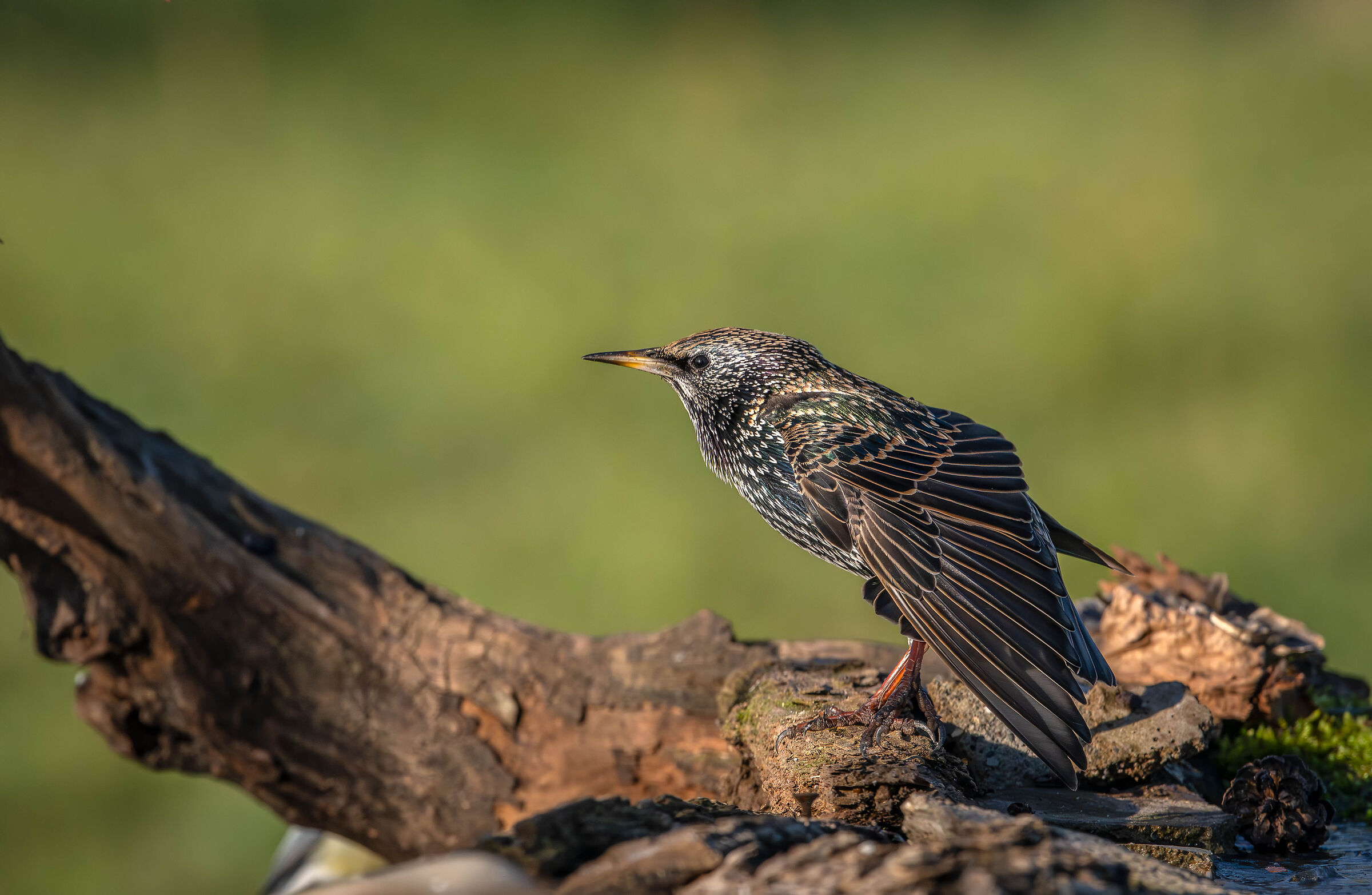 Starling