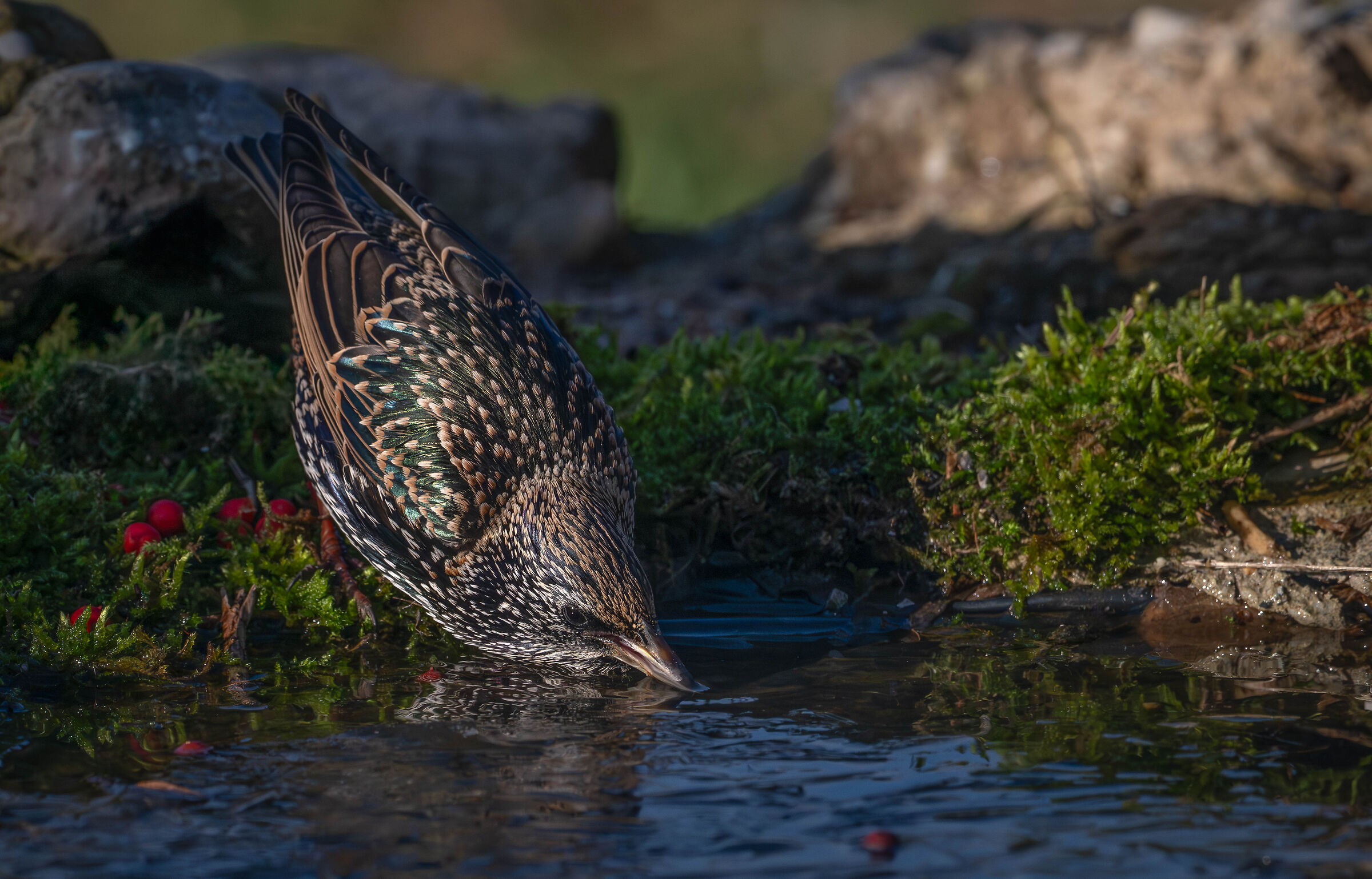 Starling