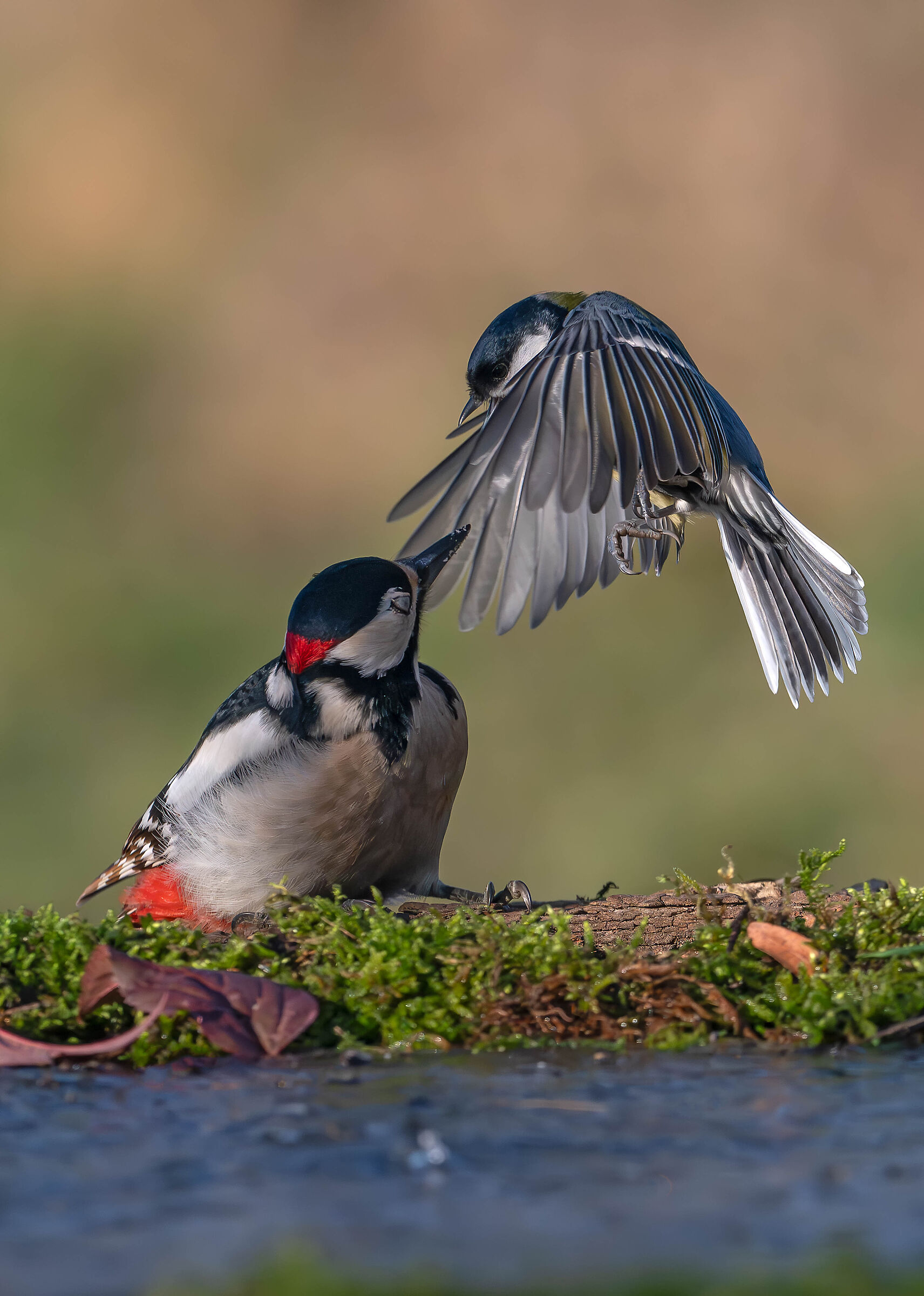 Woodpecker and Great
