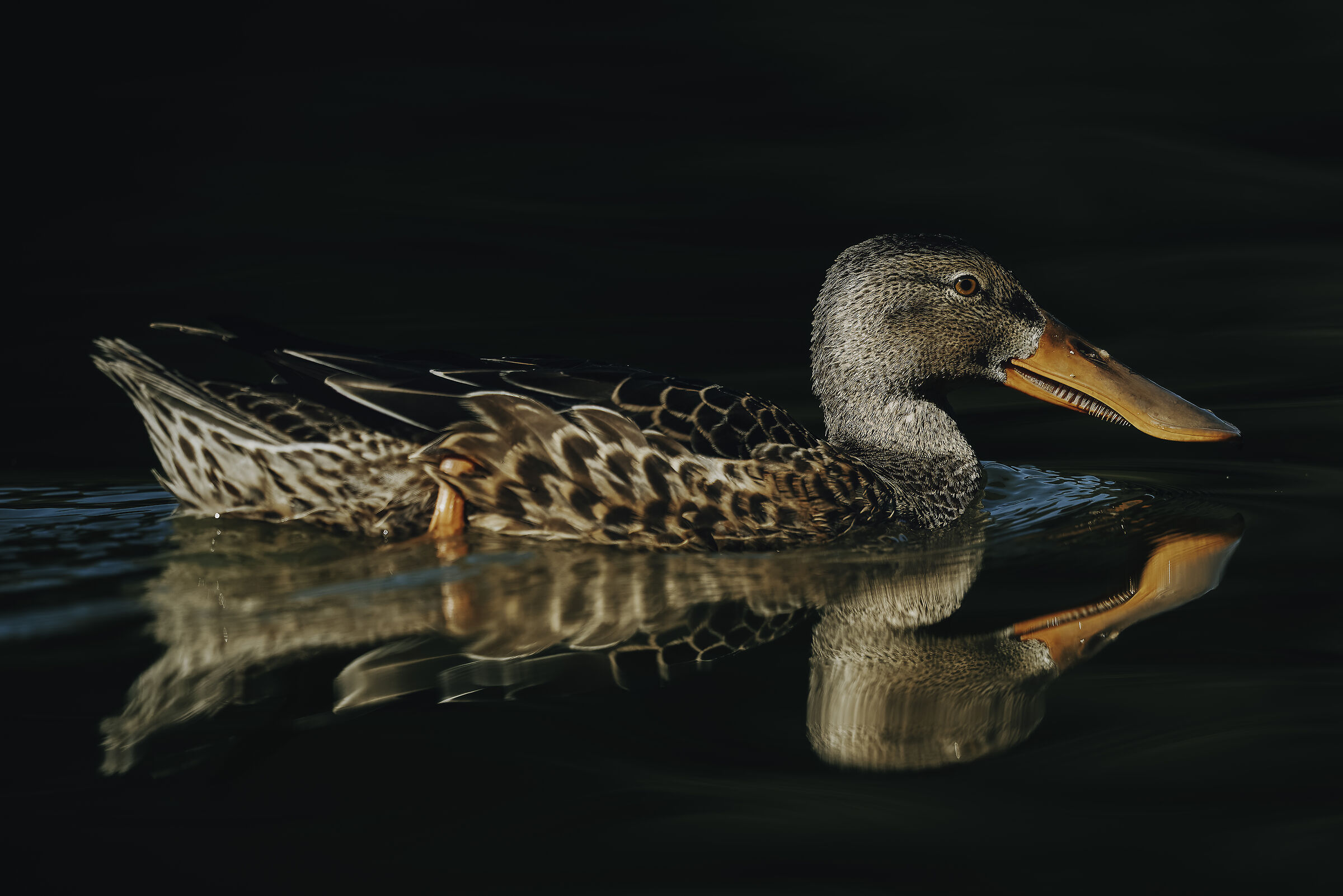 Shoveler