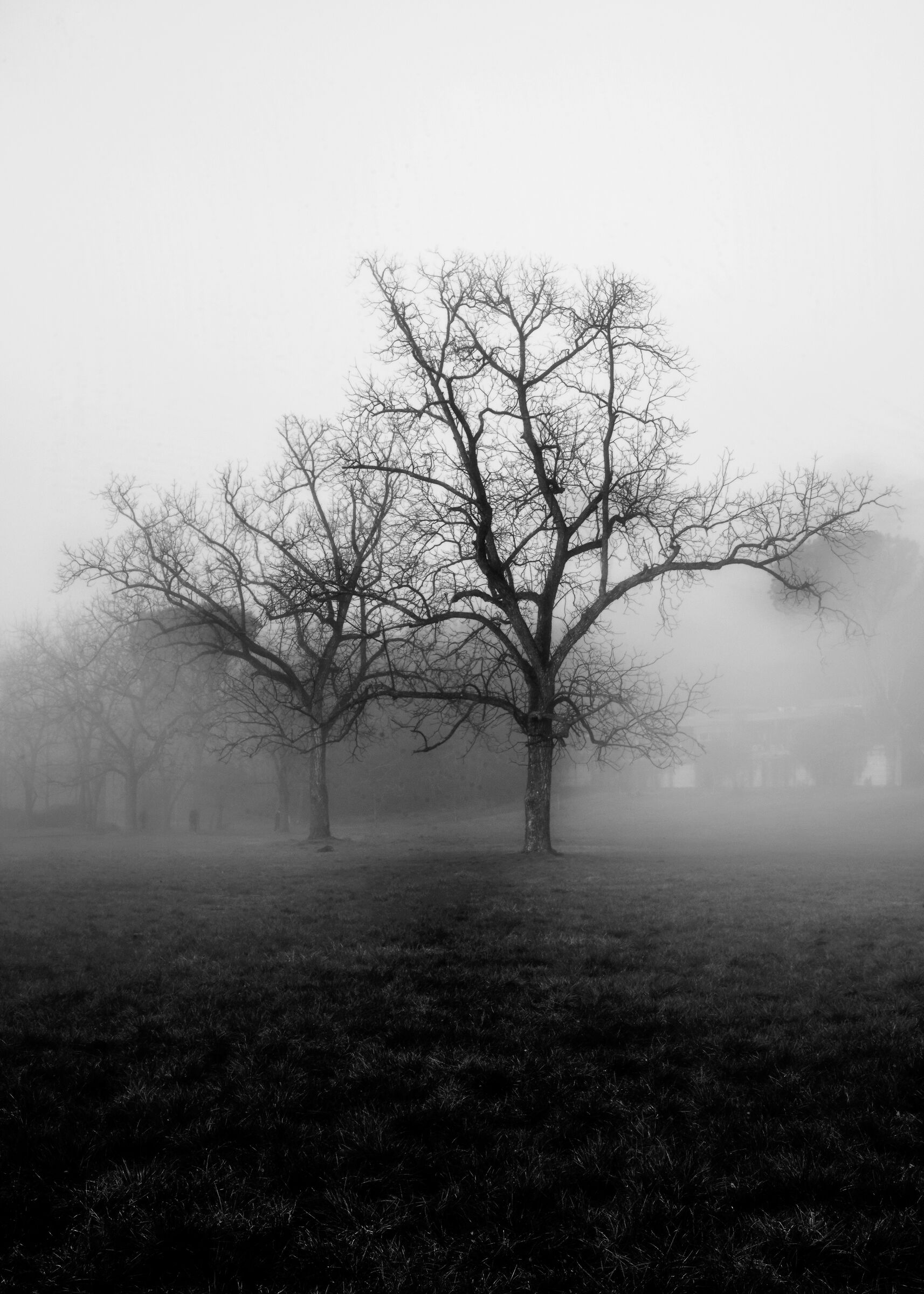 Gli alberi d'inverno