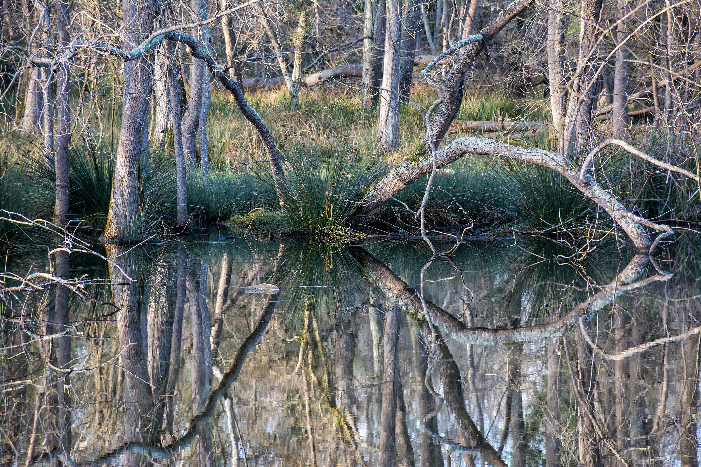 Reflections in San Rossore