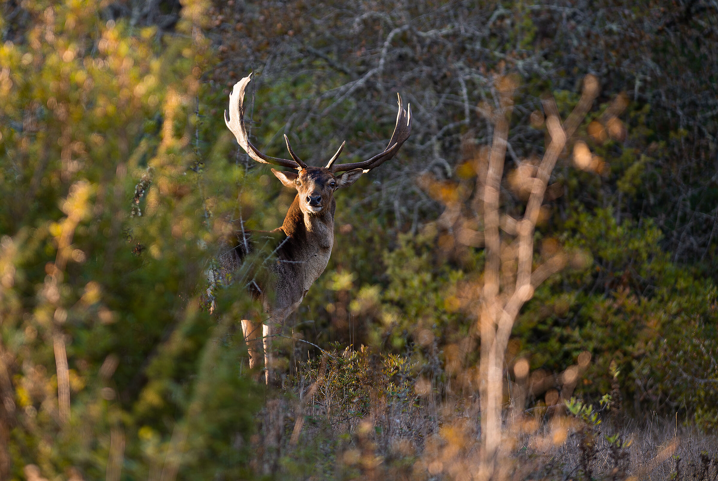 fallow deer