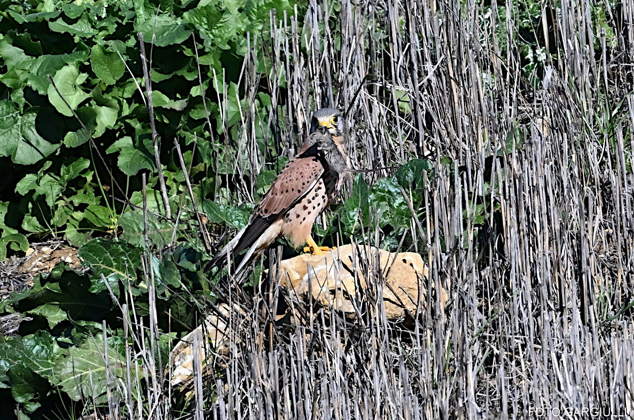 Gheppio maschio con preda