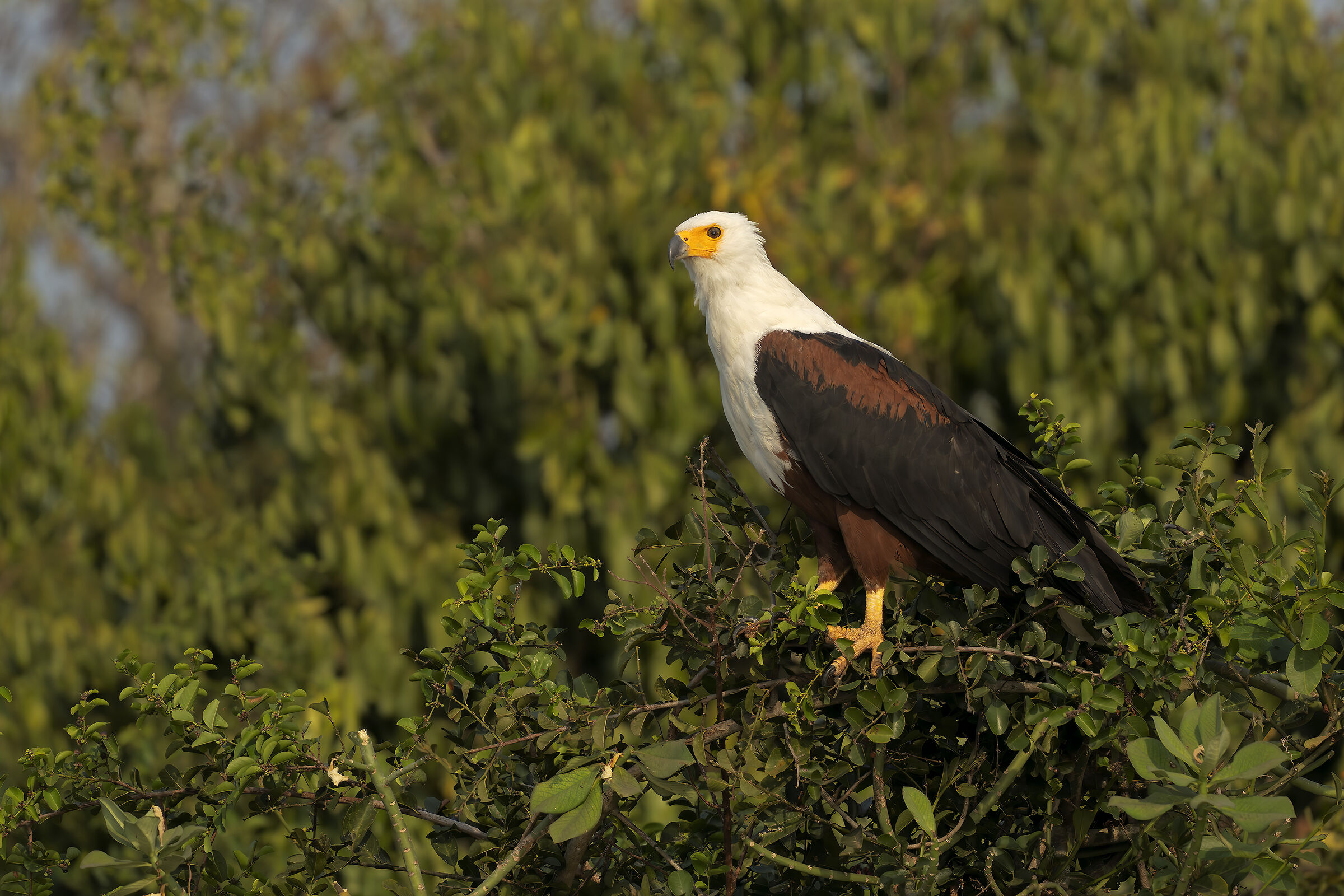 African Fish Eagle