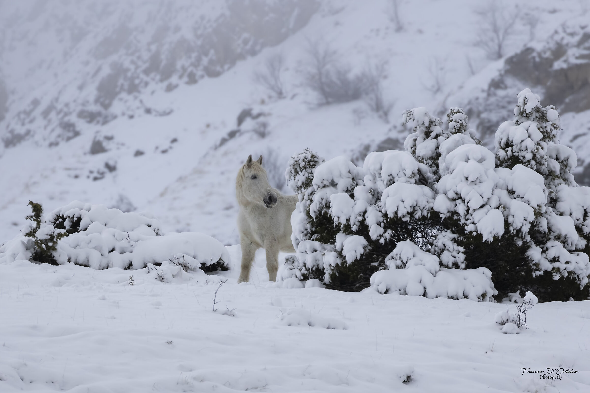 Bianco nel bianco