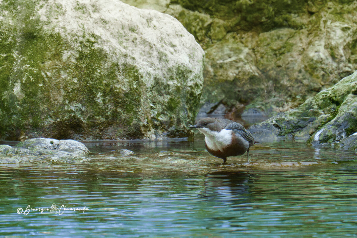 Merlo acquaiolo (Cinclus cinclus)