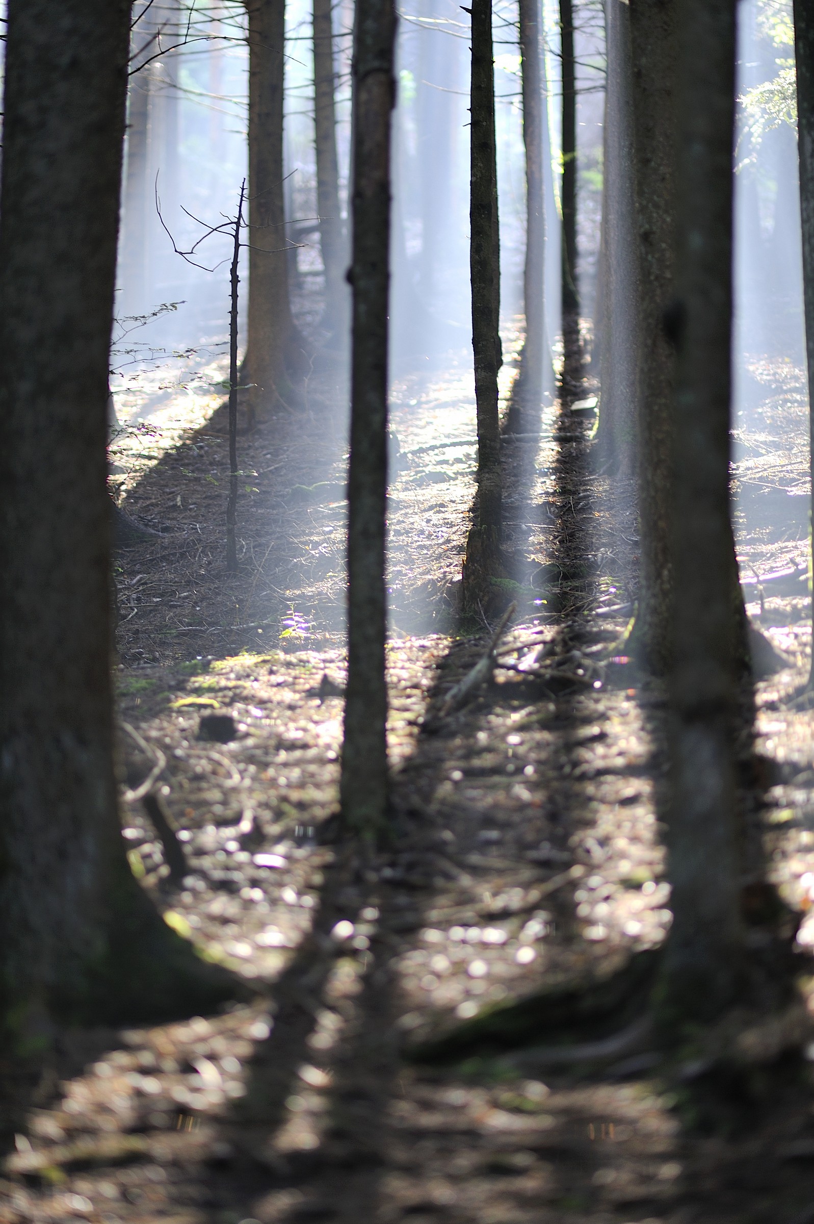 Ombre e luci nella Pineta