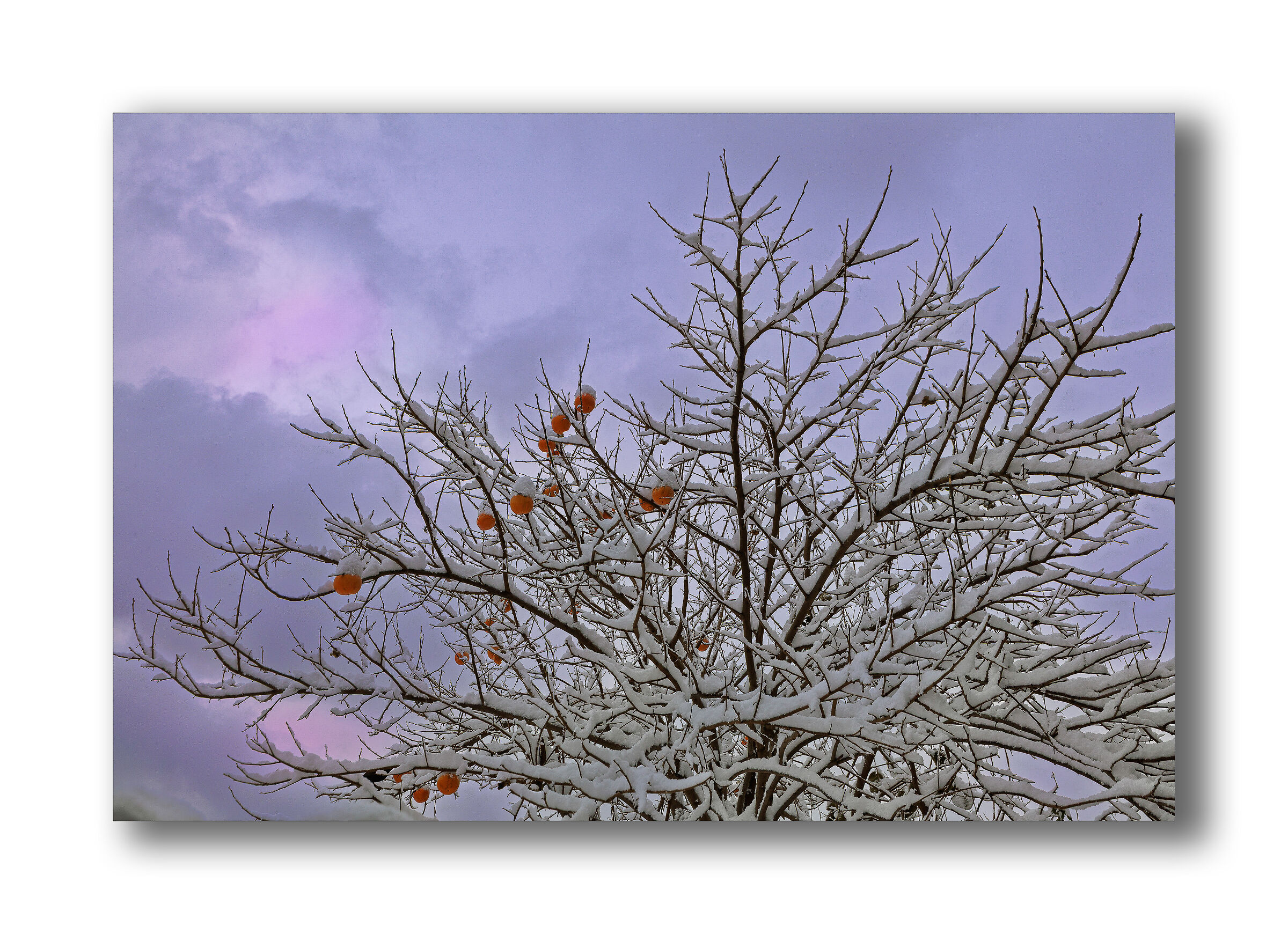 The Taste of Health: Persimmons