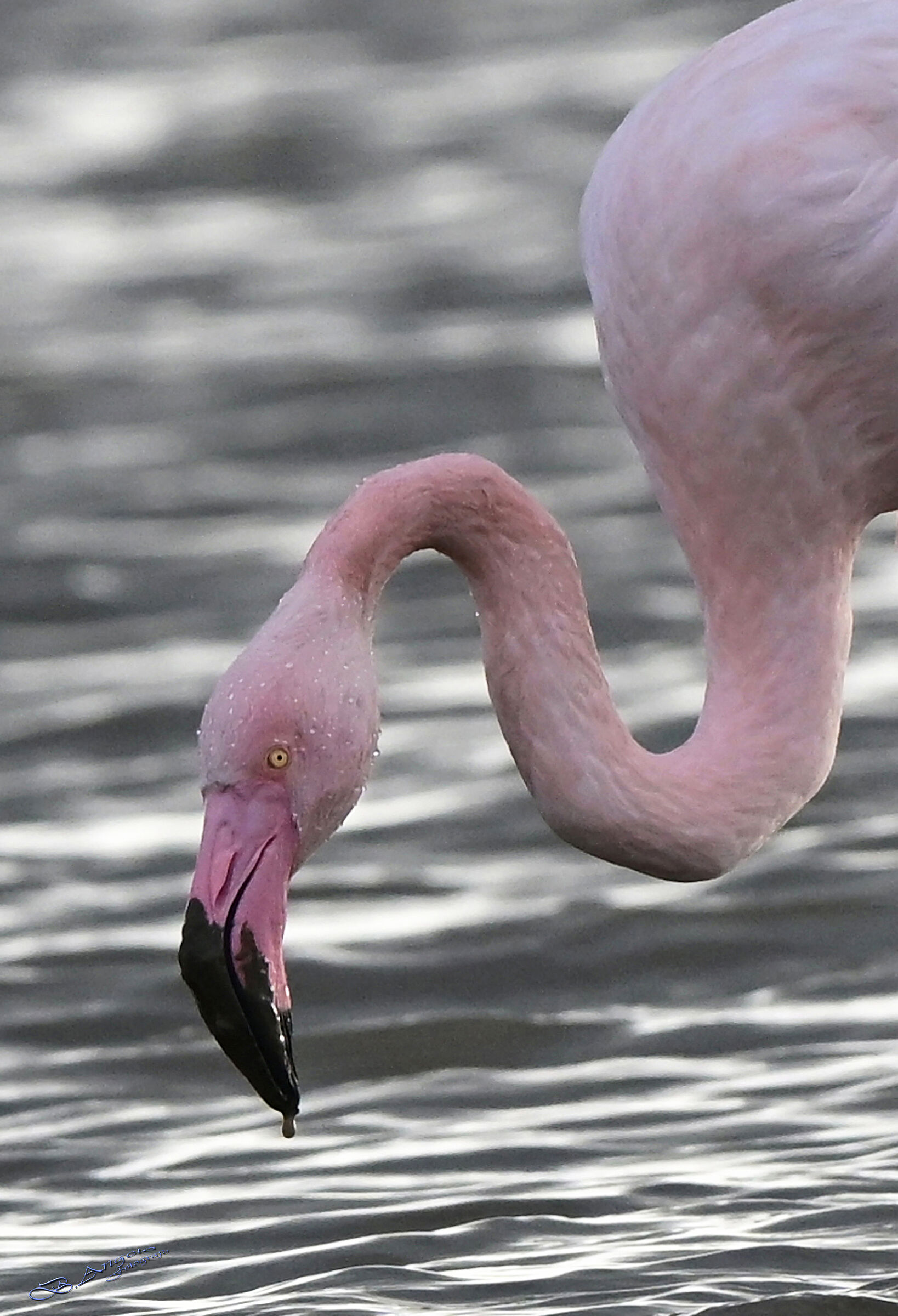 " ritratto in rosa "   ( Fenicottero rosa )