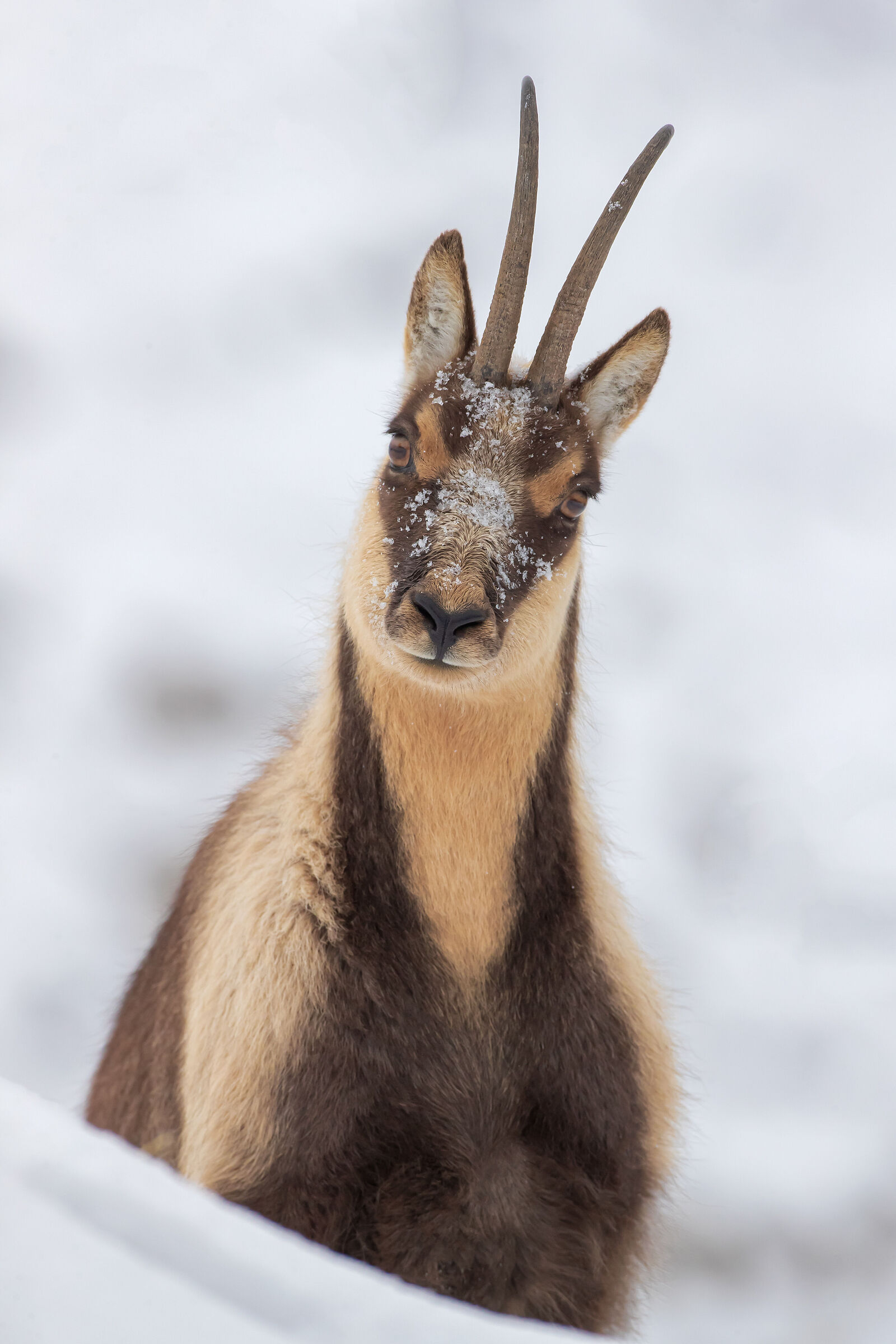 Portrait of Apennine chamois