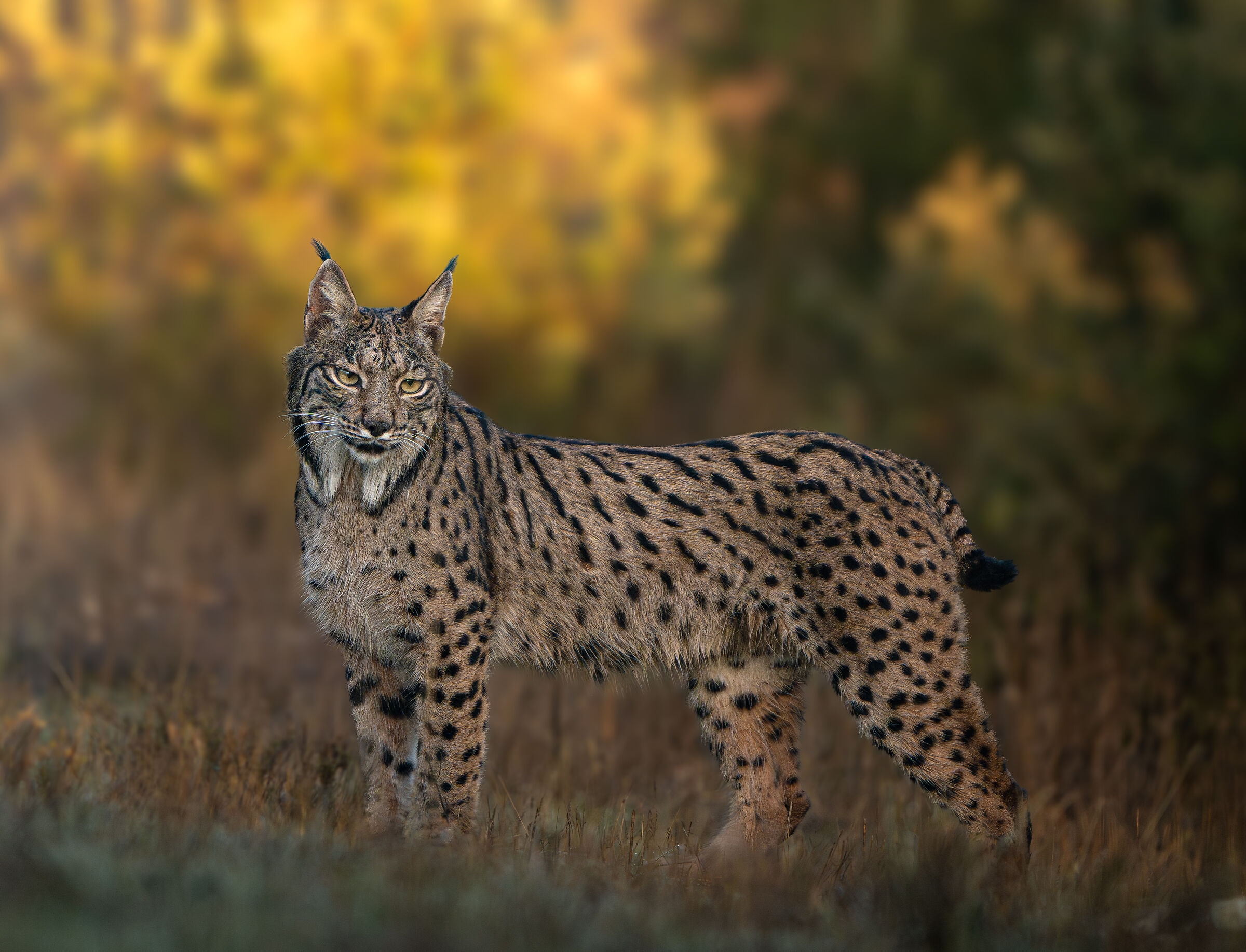 Elegante femmina di lince pardina