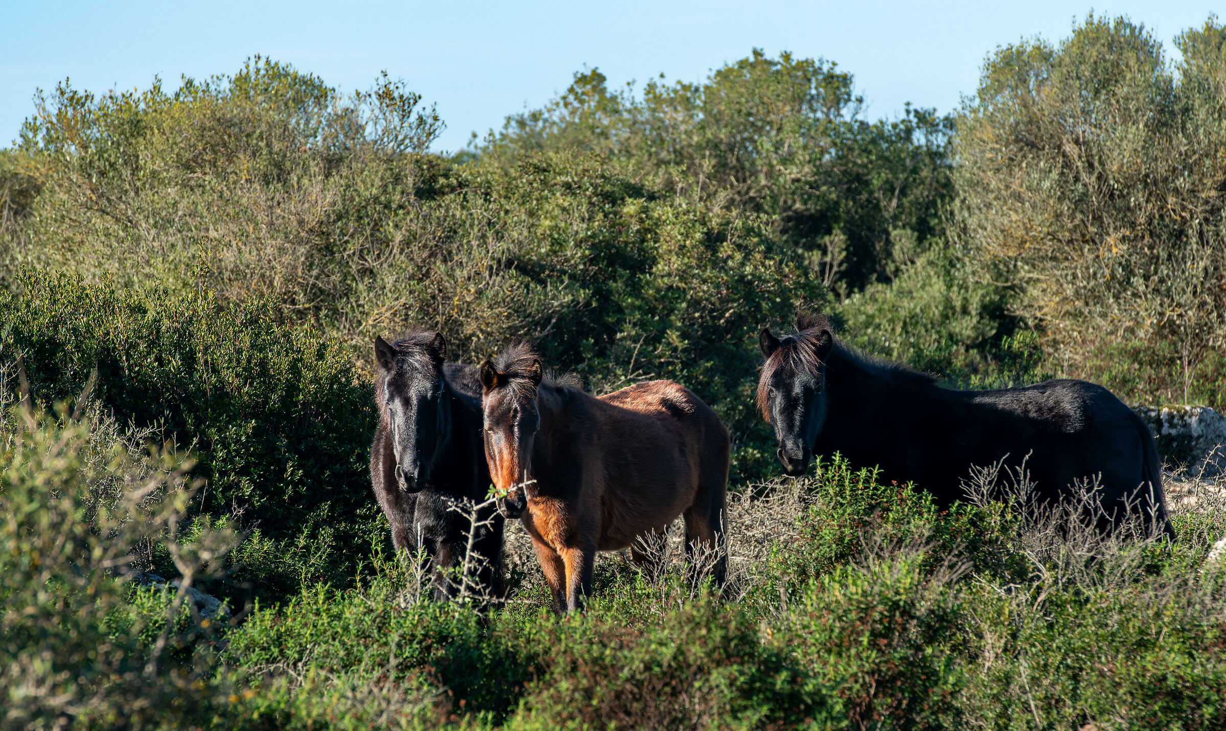 Wild horses of the Giara di Gesturi