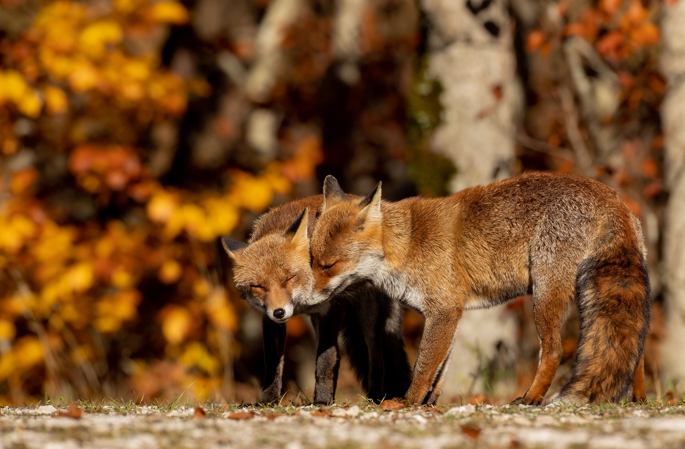 Fox